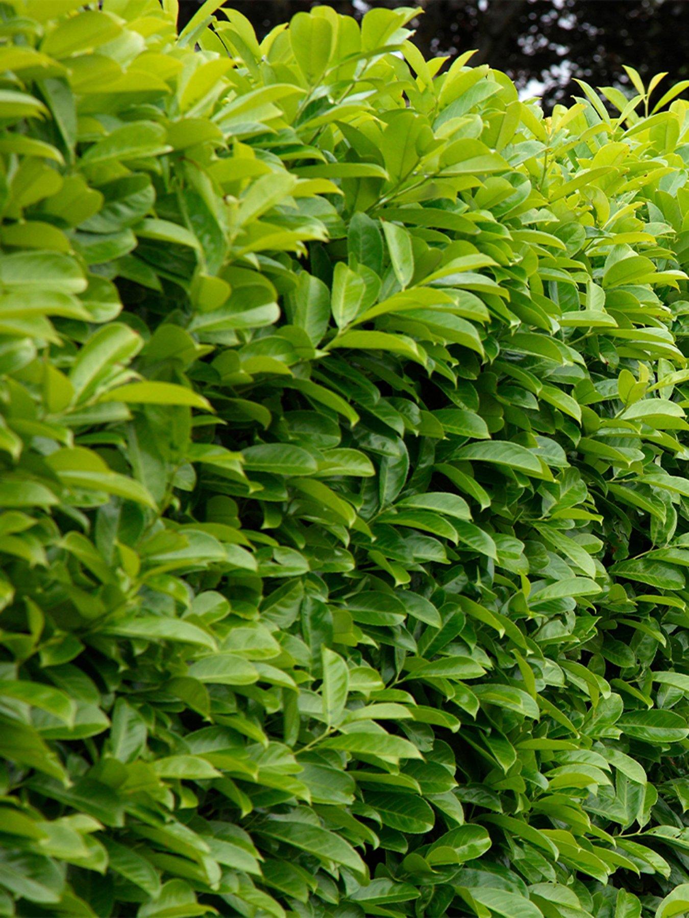 Product photograph of You Garden Hedging - Cherry Laurel Prunus Laurocerasus - 25 Bare Roots Approx 60 90cm from very.co.uk