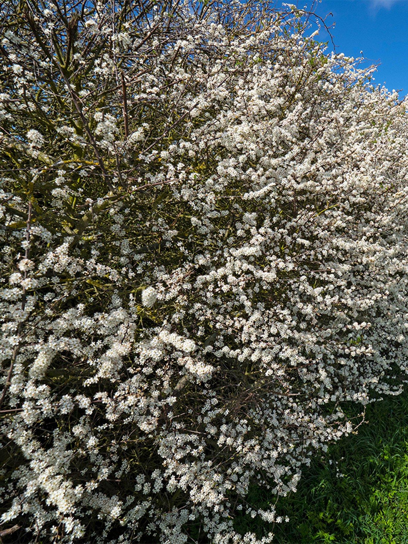 Product photograph of You Garden Hedging - Blackthorn Prunus Spinosa - 25 Bare Roots Approx 60 90cm from very.co.uk