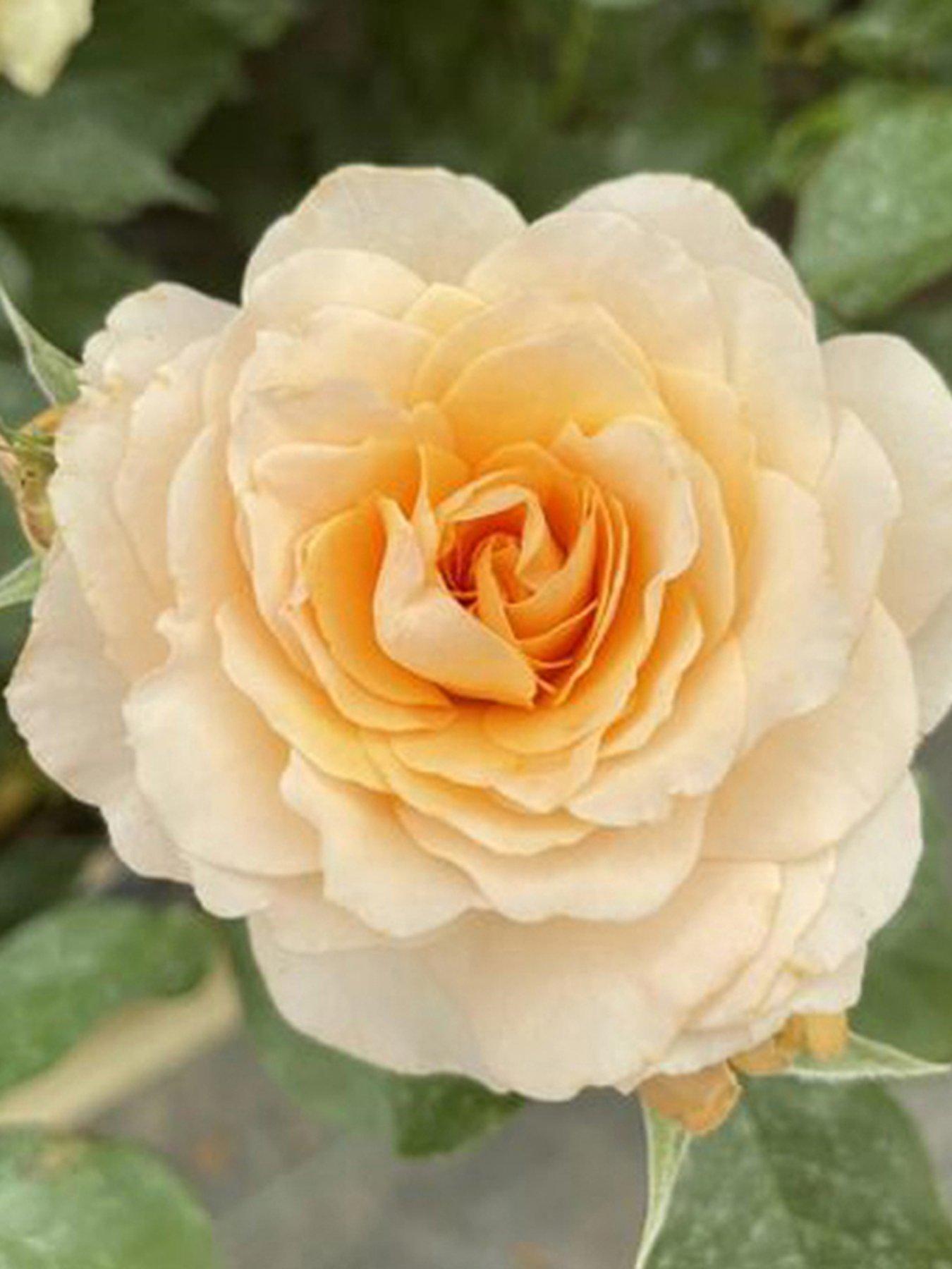 undefined Best Mum Ever Rose (potted rose in 3L-4L pot)