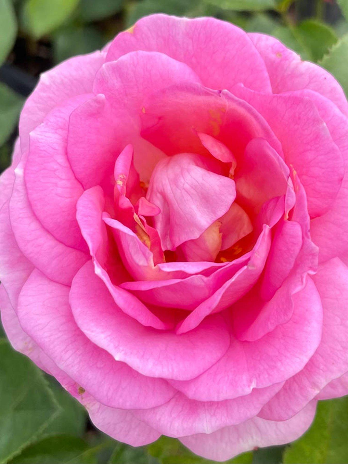 undefined Rose Special Mum (potted rose in 3L-4L pot)