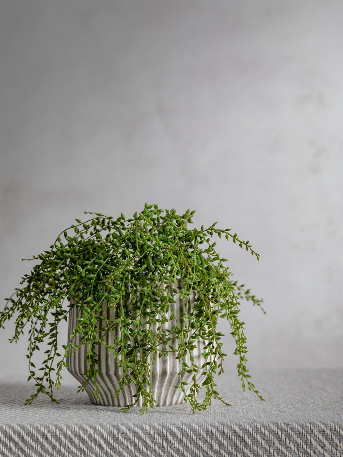 Product photograph of Gallery Artificial Senecio Vines Bundle Ndash 3 Stems from very.co.uk
