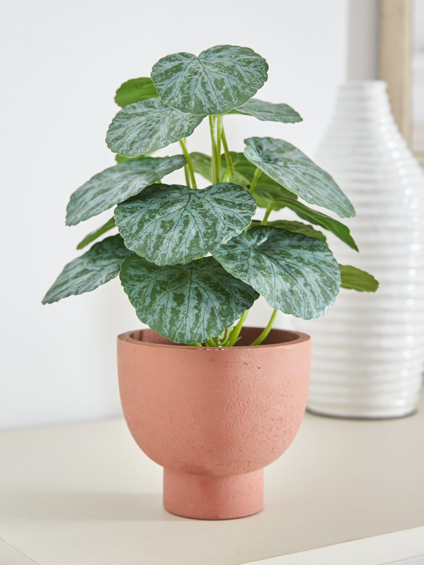 Product photograph of Very Home Chinese Money Plant In Paper Pot from very.co.uk