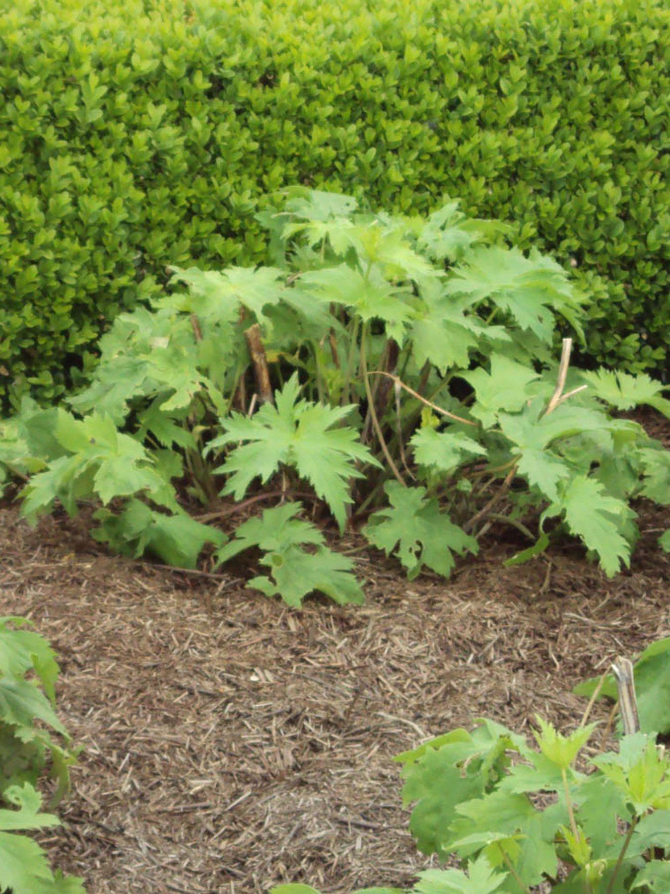 Strulch Mineralised Straw Garden Mulch (2 x 9kg bags) Very.co.uk