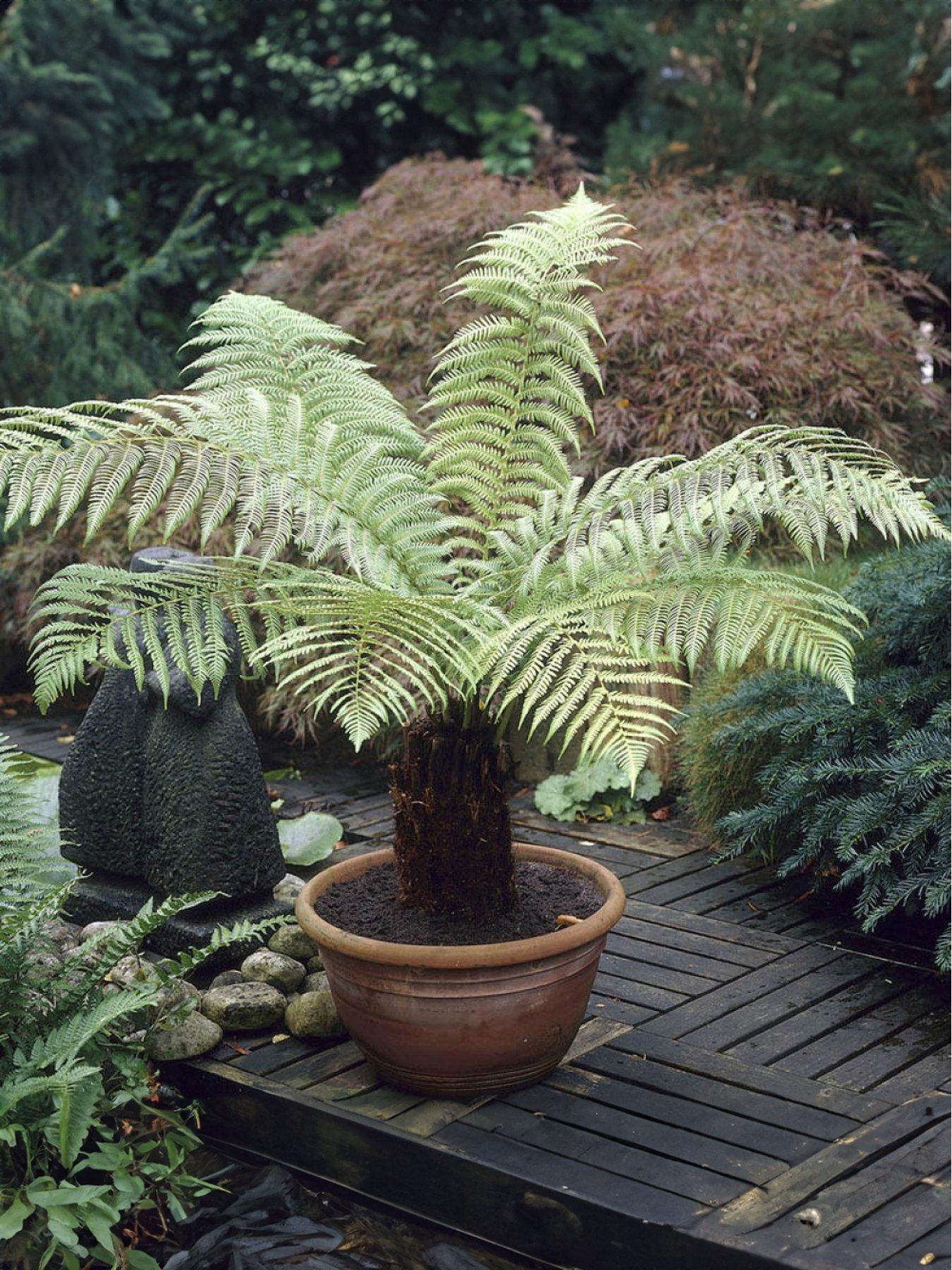 Product photograph of You Garden Tree Fern - Dicksonia Antarctica 17cm Pot from very.co.uk