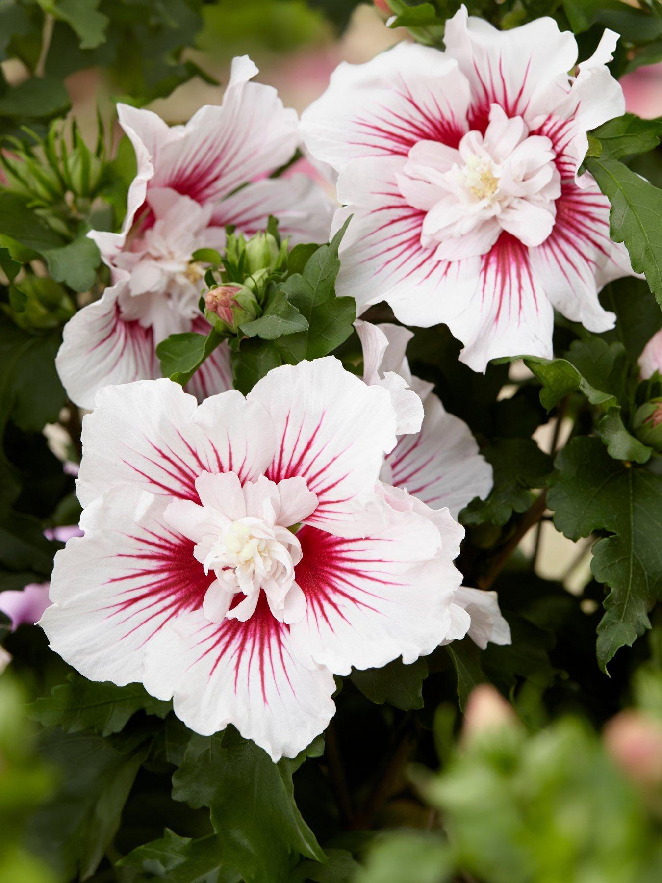 undefined Hibiscus Starburst Chiffon (3L Pot)