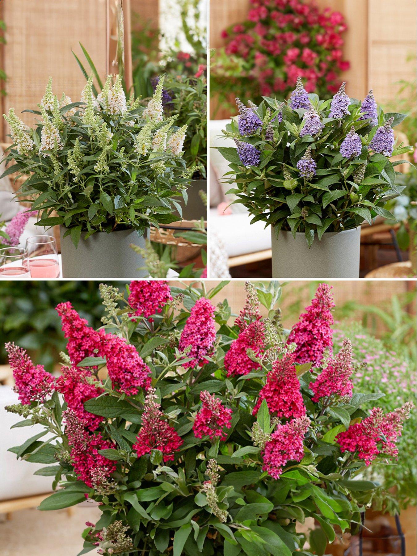 Product photograph of You Garden Buddleia Candy Collection 3 X 9cm Pot from very.co.uk