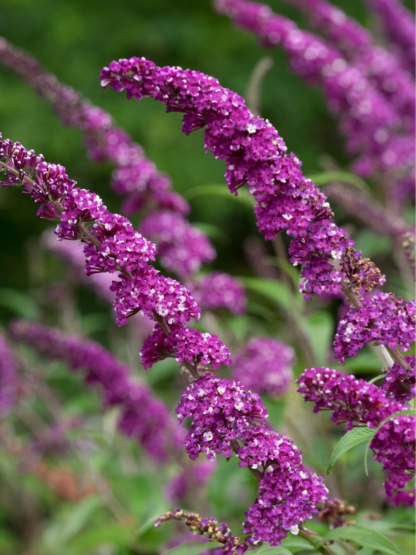 Product photograph of Buddleia Berries And Cream 3 X 9cm Pot from very.co.uk