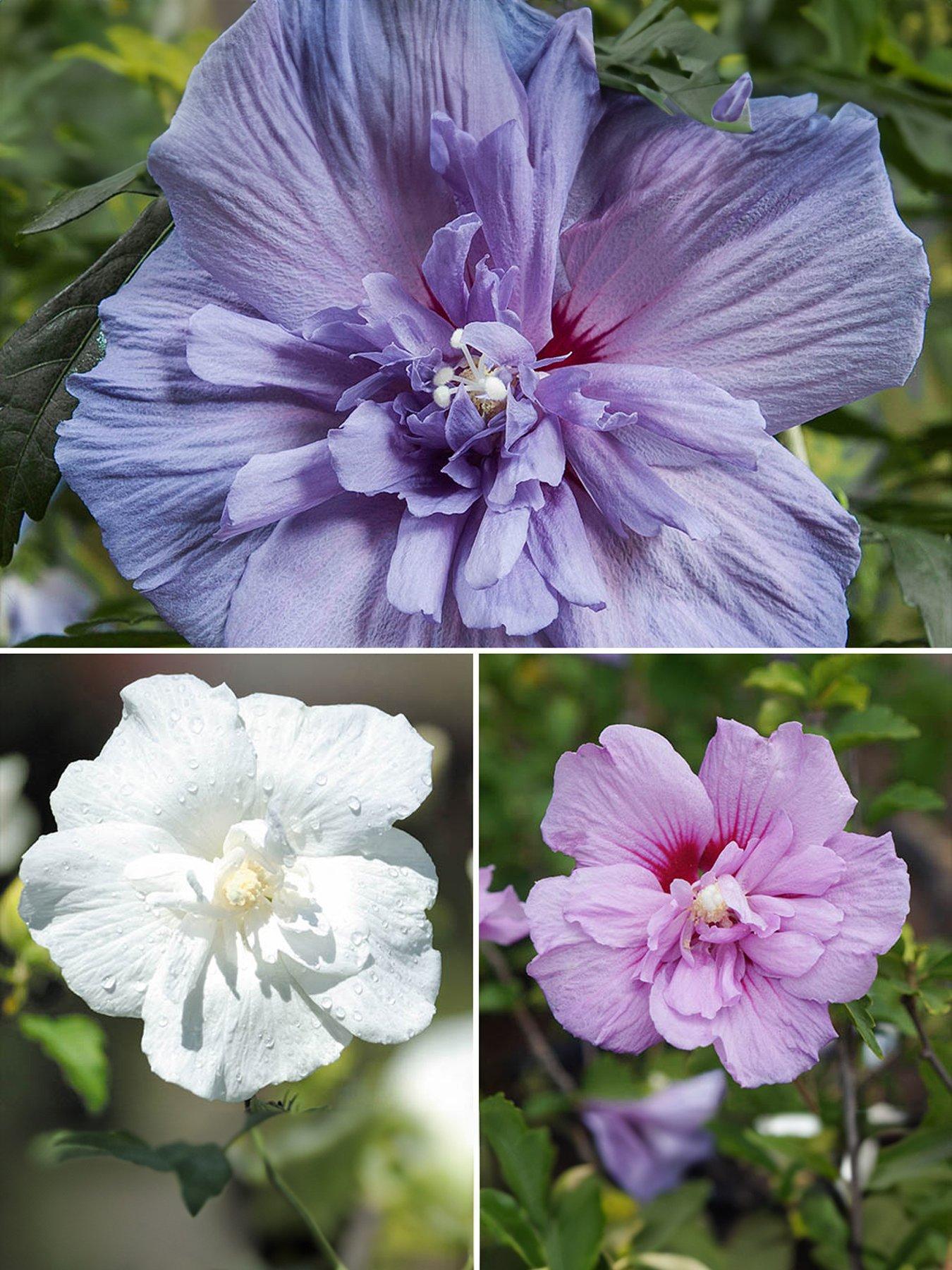 Product photograph of You Garden Hardy Hibiscus Chiffon Collection 3 X 9cm Pots from very.co.uk