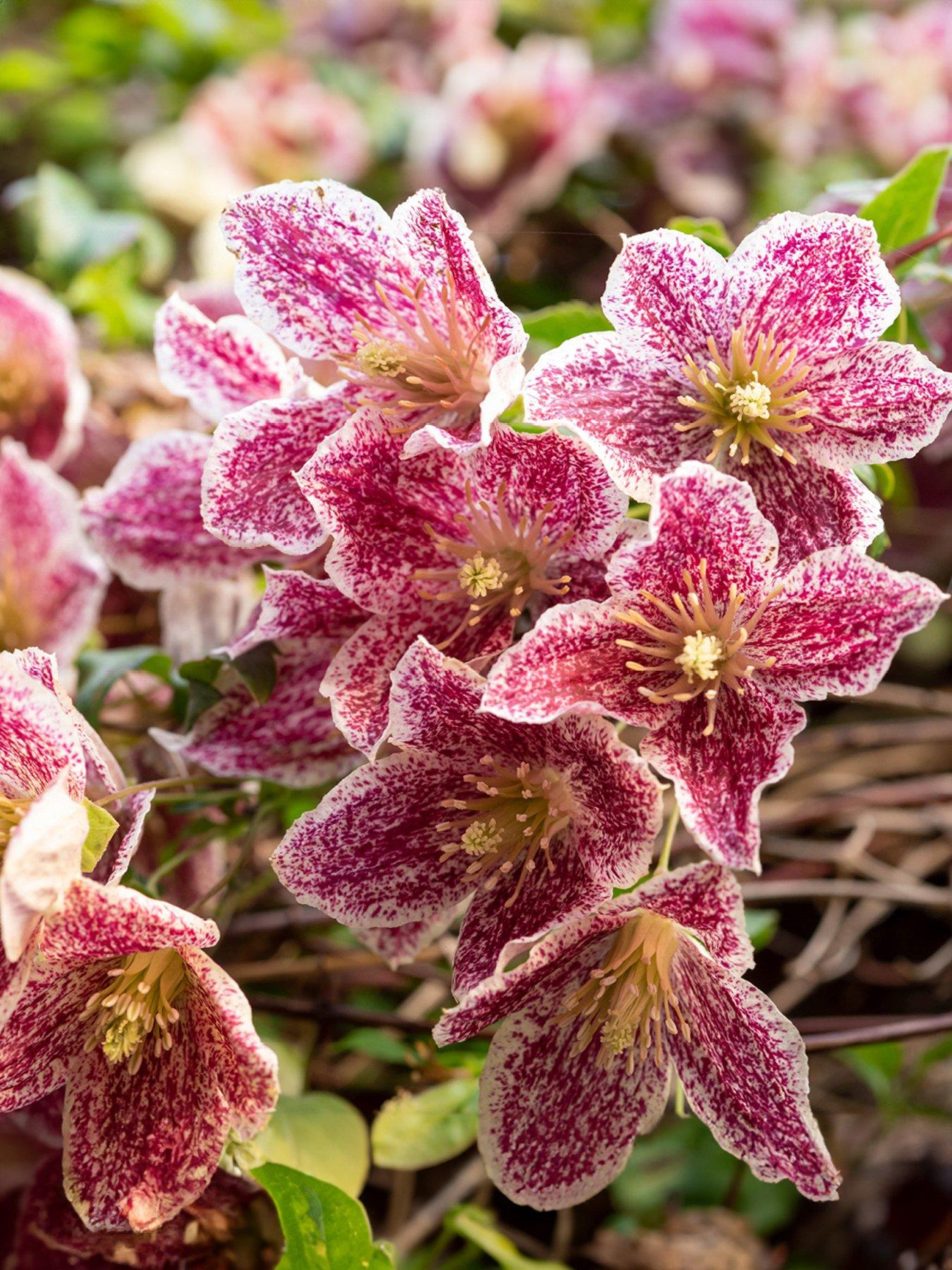 Product photograph of Clematis Evergreen Freckles 3 X 7cm Pot from very.co.uk