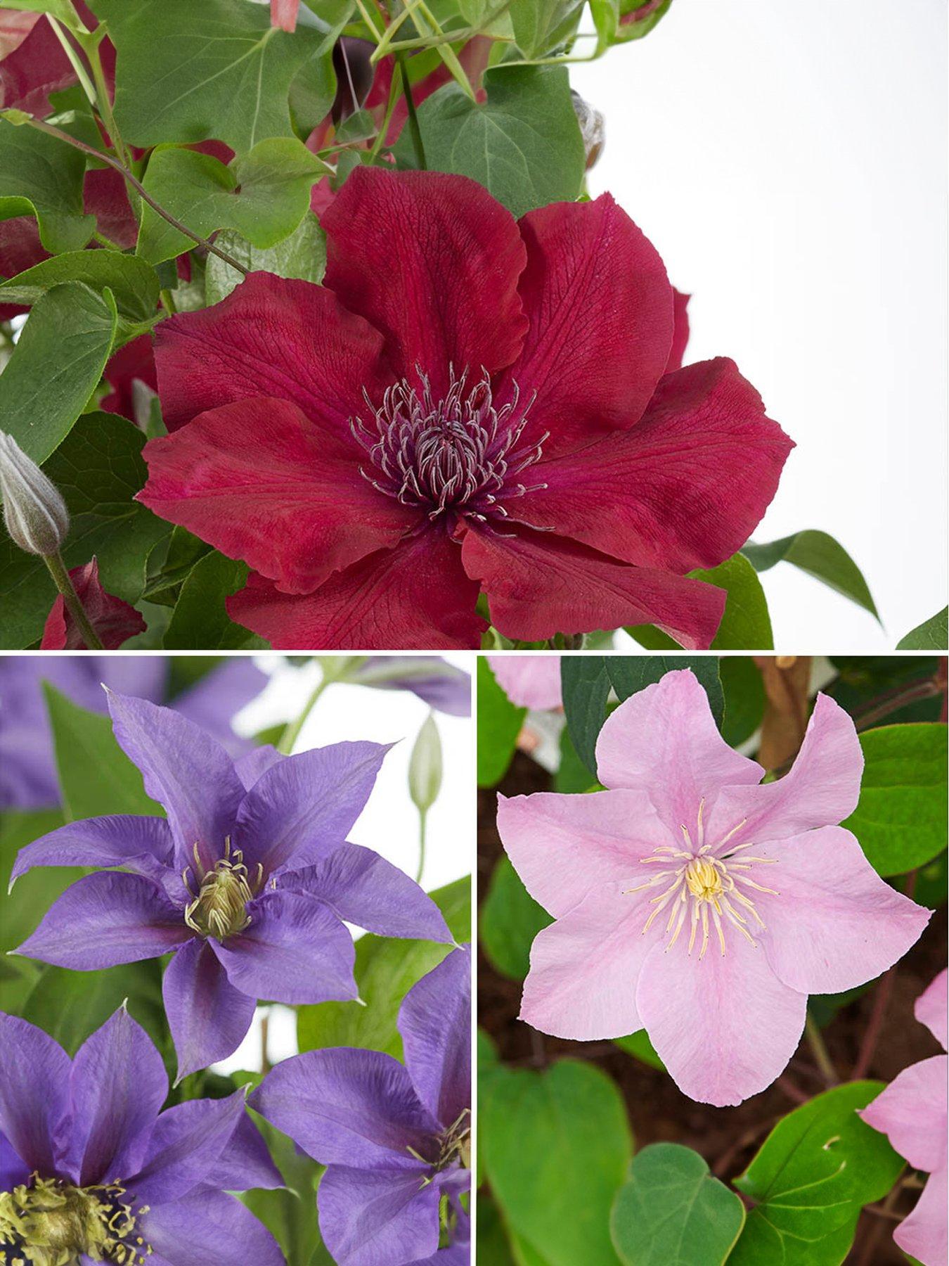 Product photograph of Boulevard Patio Clematis Collection 3 X 10 5cm Pots from very.co.uk