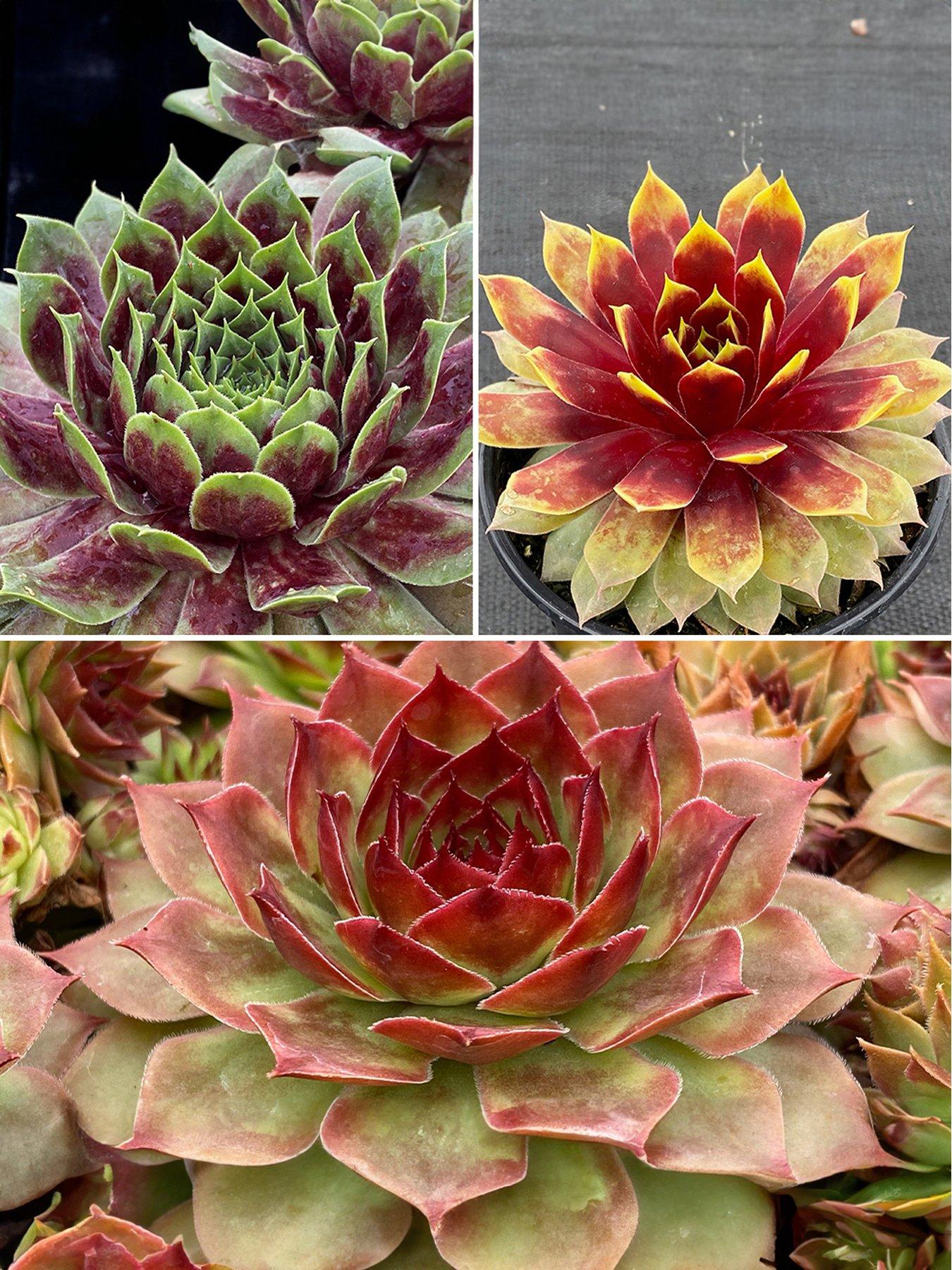 undefined Sempervivum Chick Charm Giants (3 x 12cm Pot)