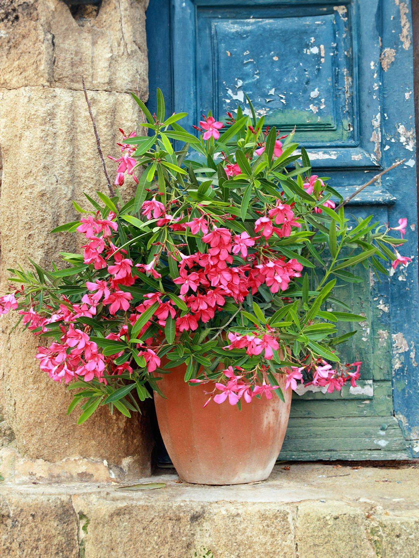 undefined Pair of Oleander Bushes - Pink