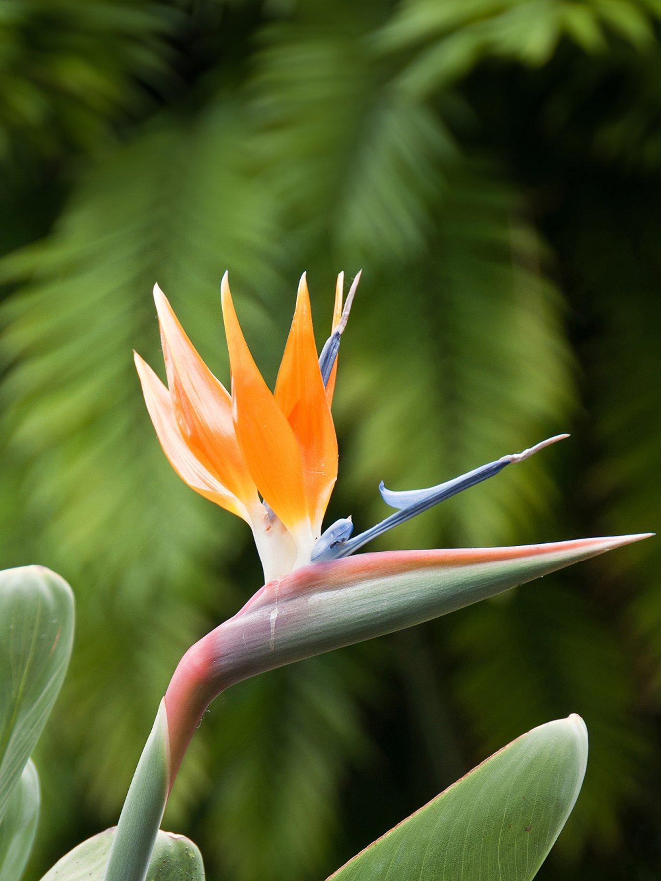 Product photograph of Bird Of Paradise - Strelitzia Regina 9cm Pot from very.co.uk