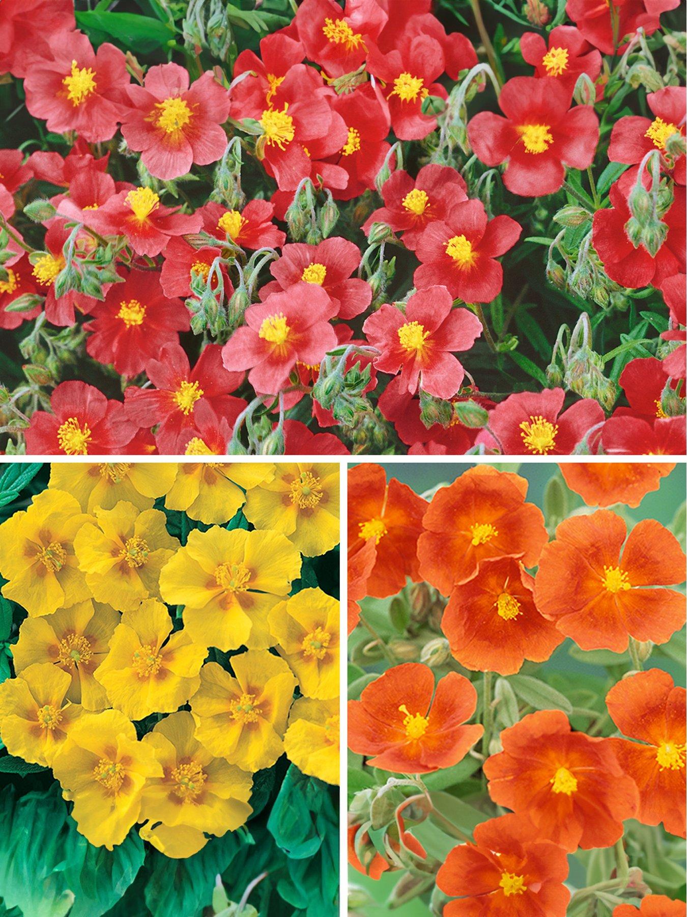 Product photograph of Helianthemum Rock Roses Collection 6 Plug Plants from very.co.uk