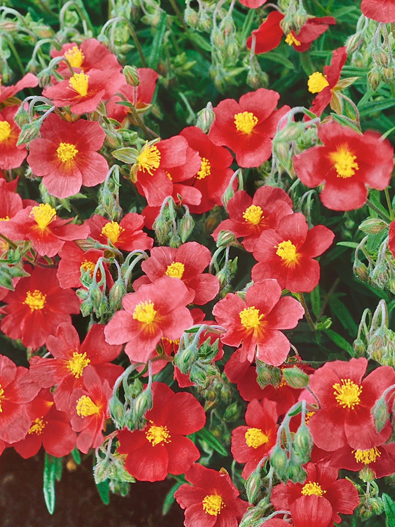 Helianthemum Rock Roses Collection (6 Plug Plants) 