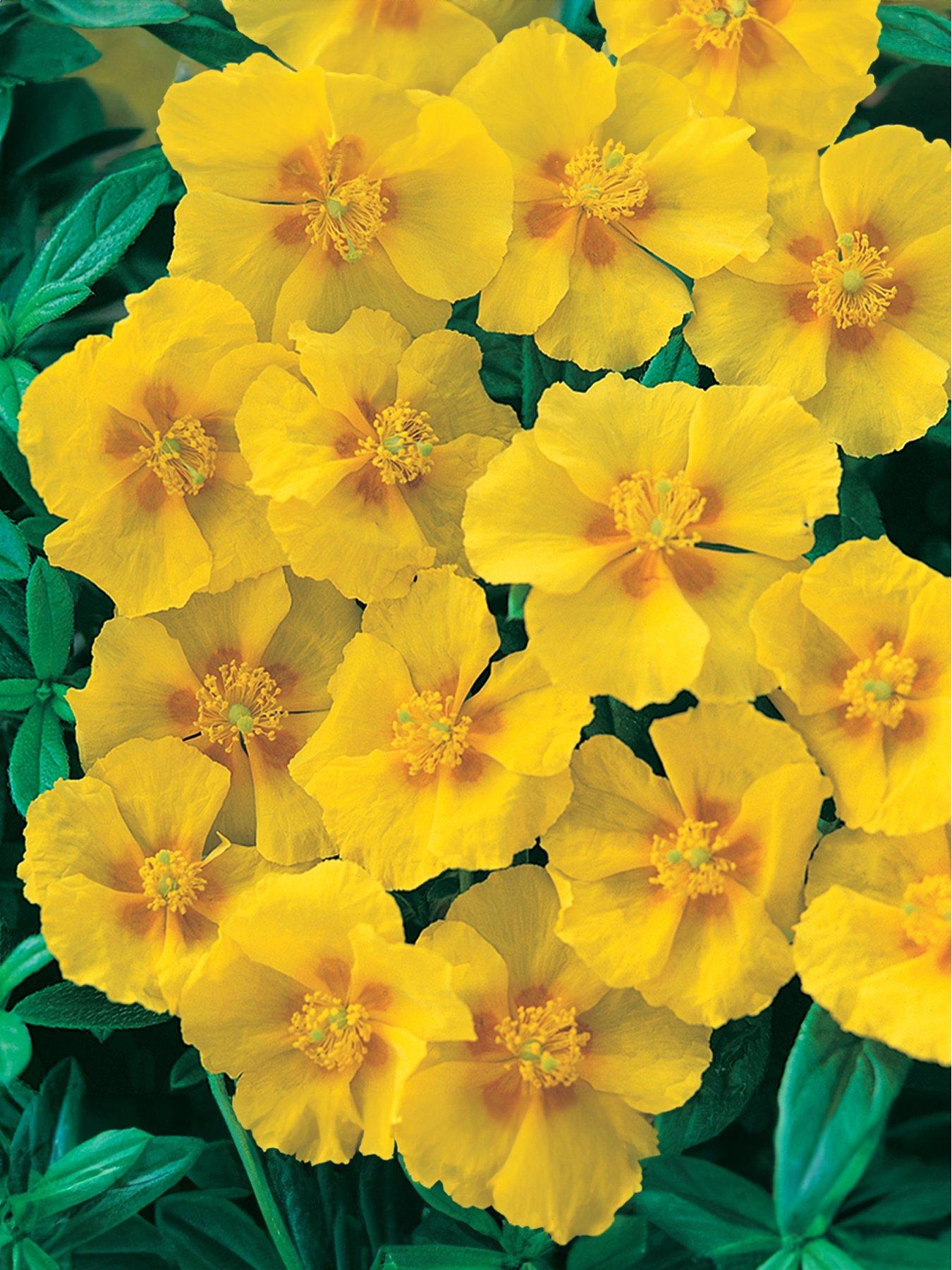 Image 3 of 4 of You Garden Helianthemum Rock Roses Collection (6 Plug Plants)