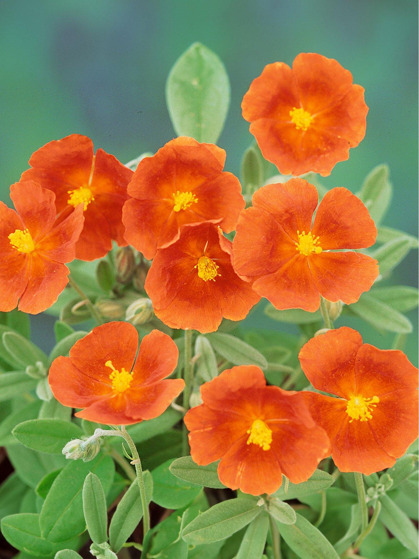 Image 4 of 4 of You Garden Helianthemum Rock Roses Collection (6 Plug Plants)