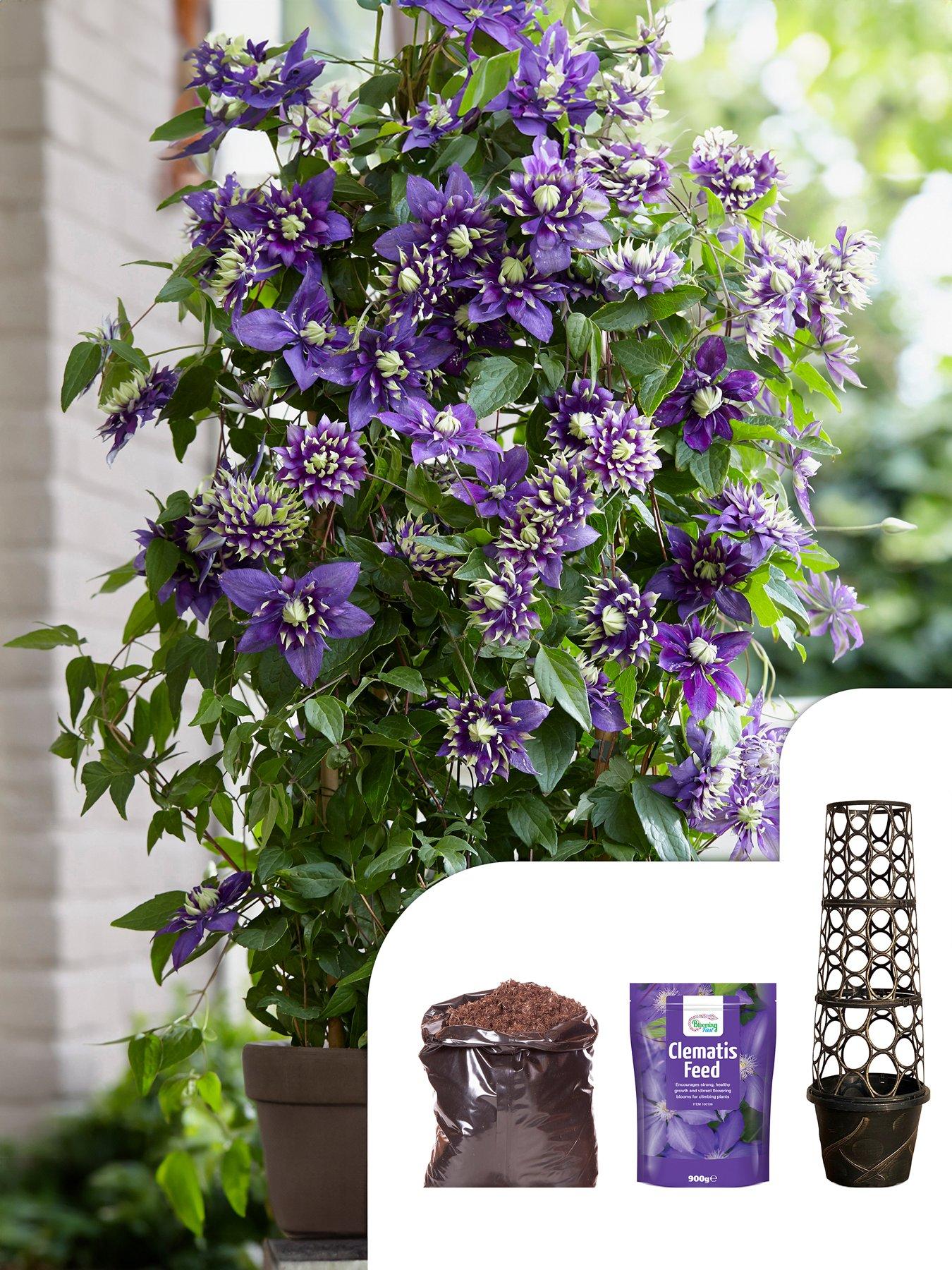 Product photograph of Patio Clematis Kit from very.co.uk