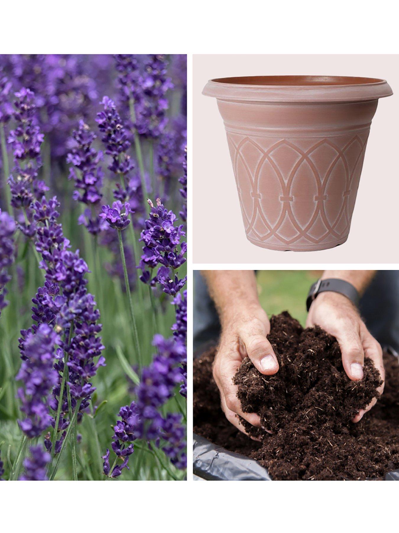 You Garden English Lavender Set