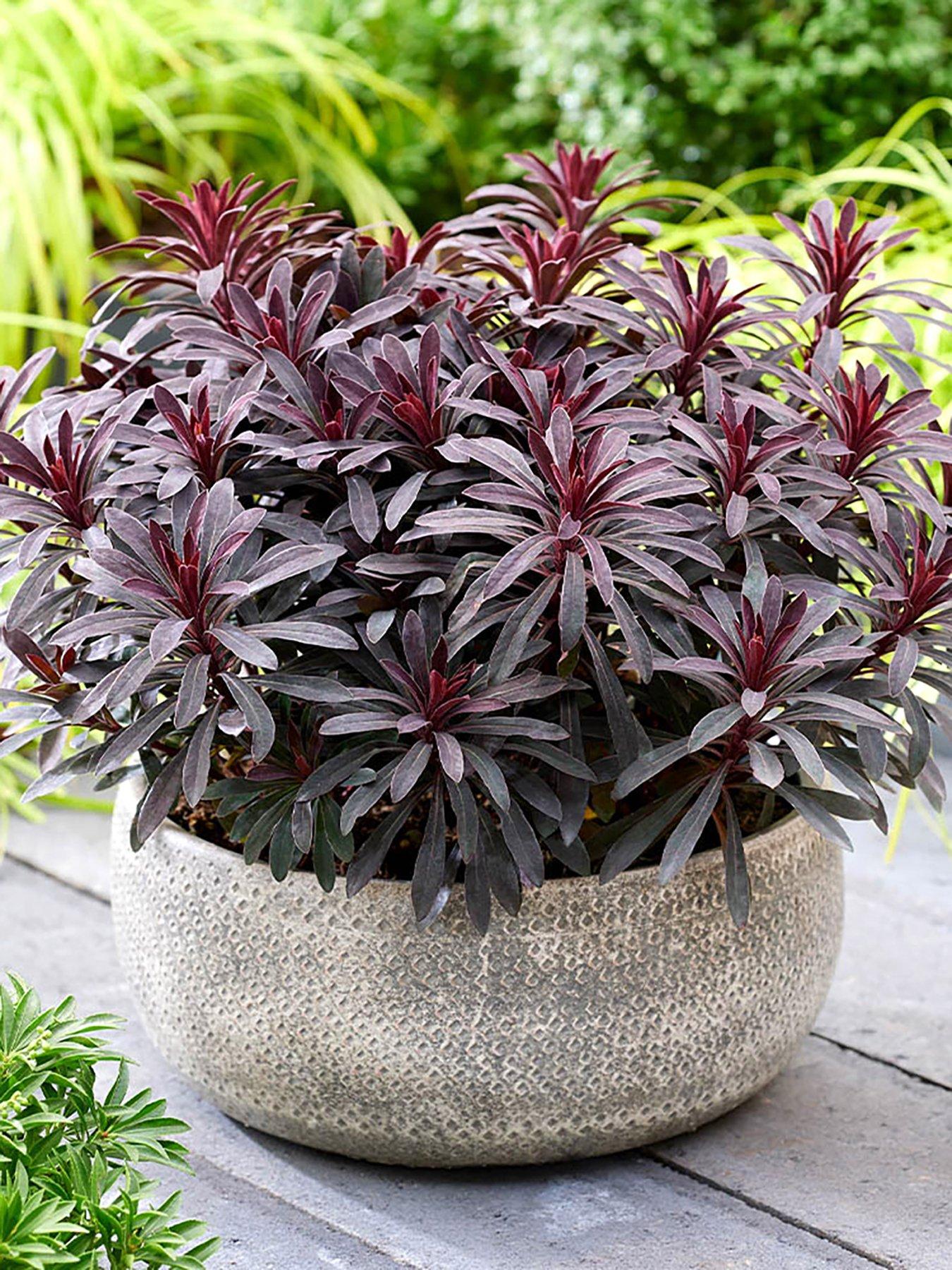 Product photograph of You Garden Euphorbia Miner S Merlot 3 X 9cm Pots from very.co.uk