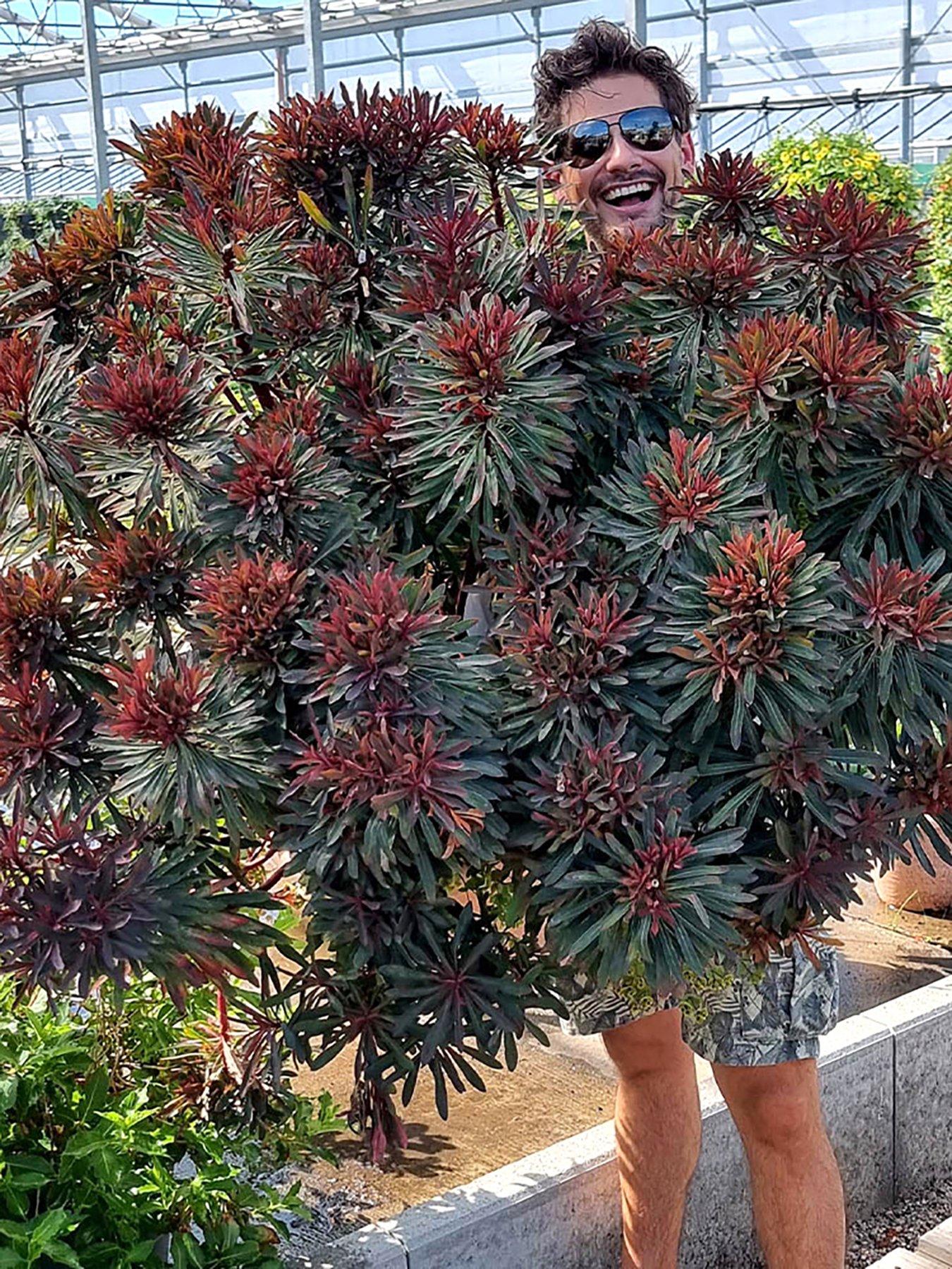 Image 2 of 2 of You Garden Euphorbia 'Miner's Merlot' (3 x 9cm Pots)