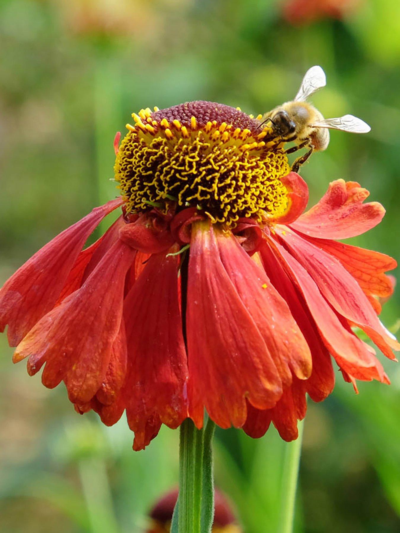undefined Helenium Moerheim Beauty (3 x 9cm Pots)