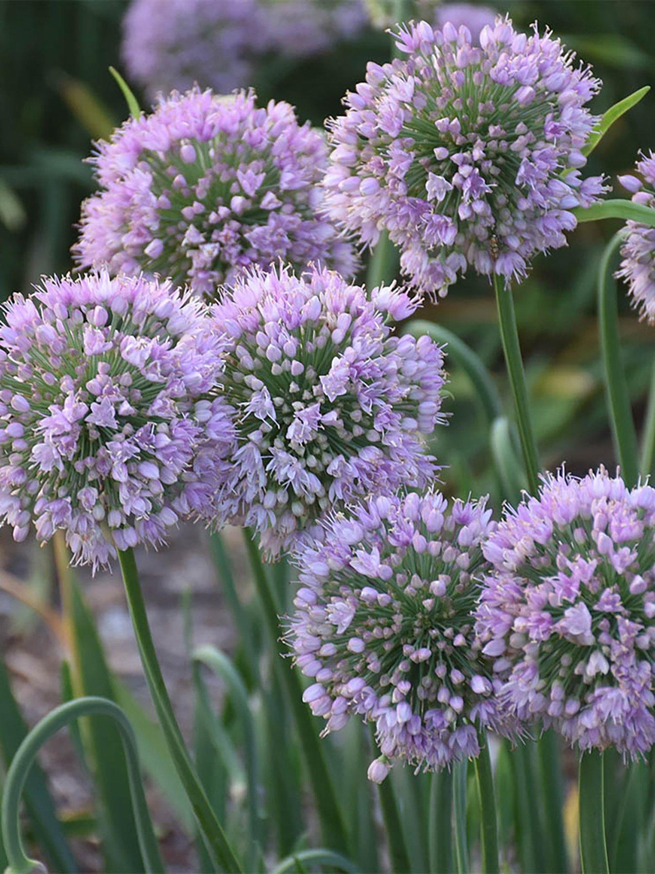 Product photograph of You Garden Allium Bubble Bath 3 X 9cm Pots from very.co.uk