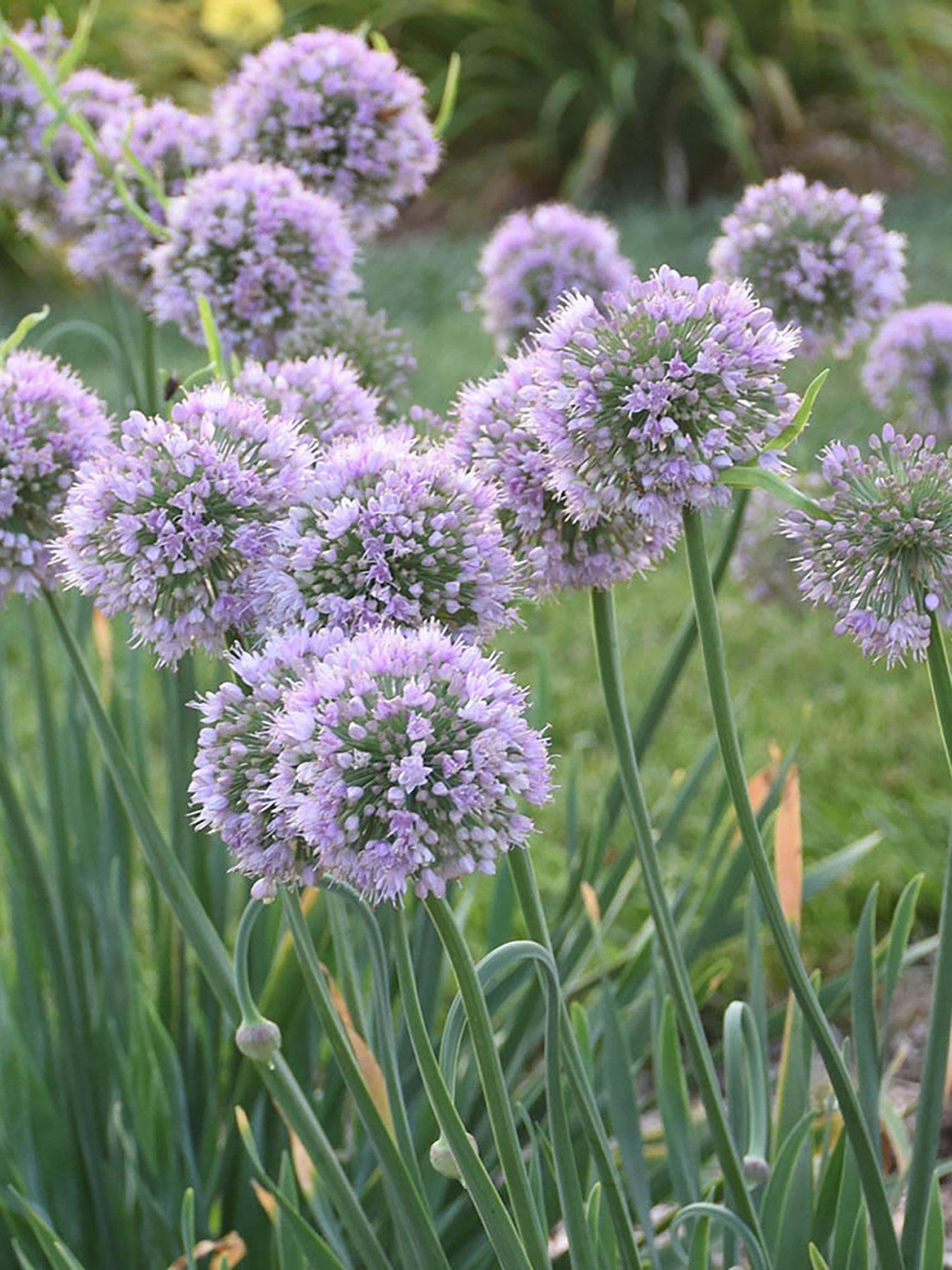 Allium Bubble Bath (3 x 9cm Pots) Very.co.uk