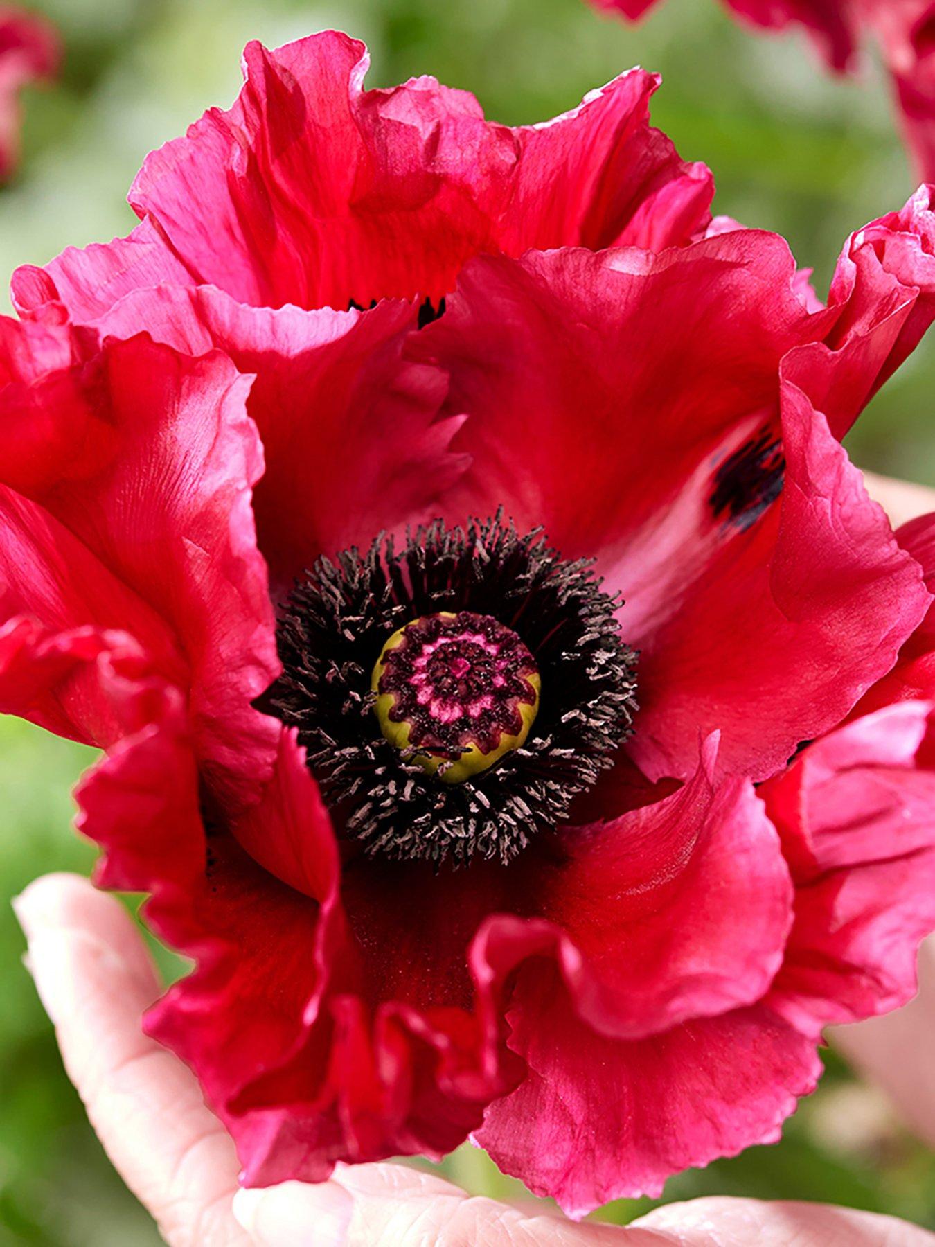 Product photograph of Oriental Poppy Red Rumble - Papaver 3 X 9cm Pots from very.co.uk