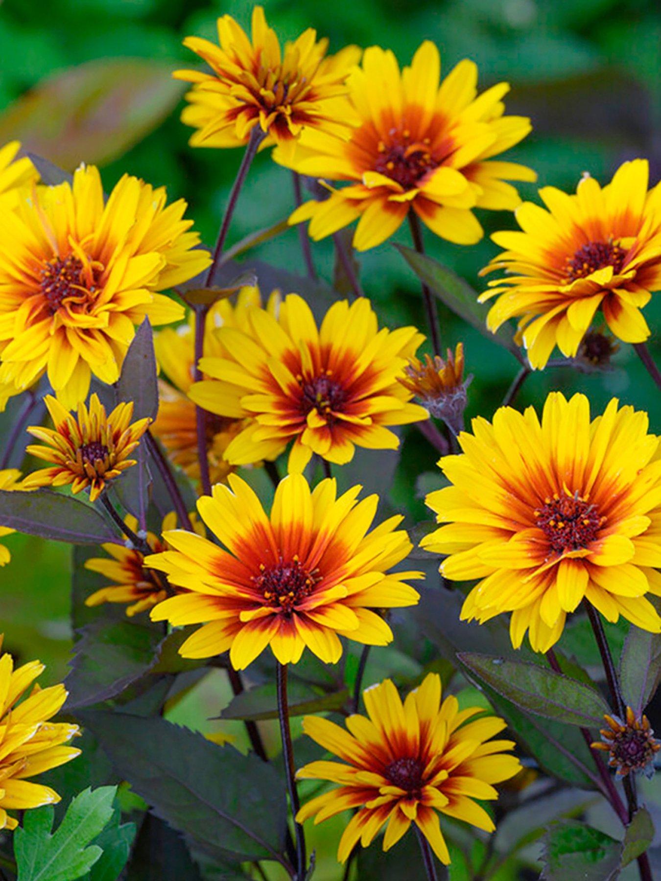 Product photograph of You Garden Heliopsis Funky Spinner 3 X 9cm Pots from very.co.uk