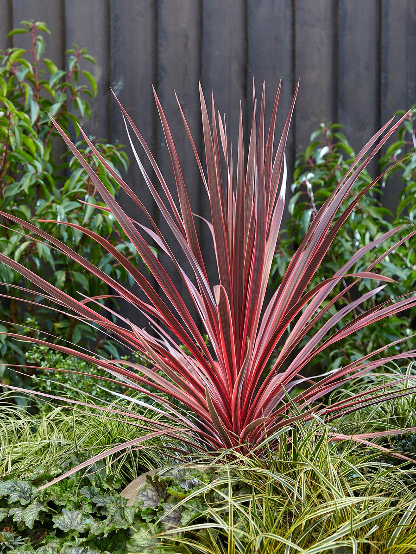 Product photograph of Pair Of Cordylines - Charlie Boy 2 X 17cm Pots from very.co.uk