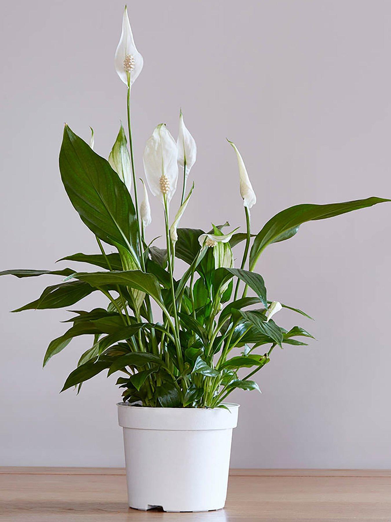 You Garden Peace Lily - Spathiphyllum Cupido (9cm Pot)