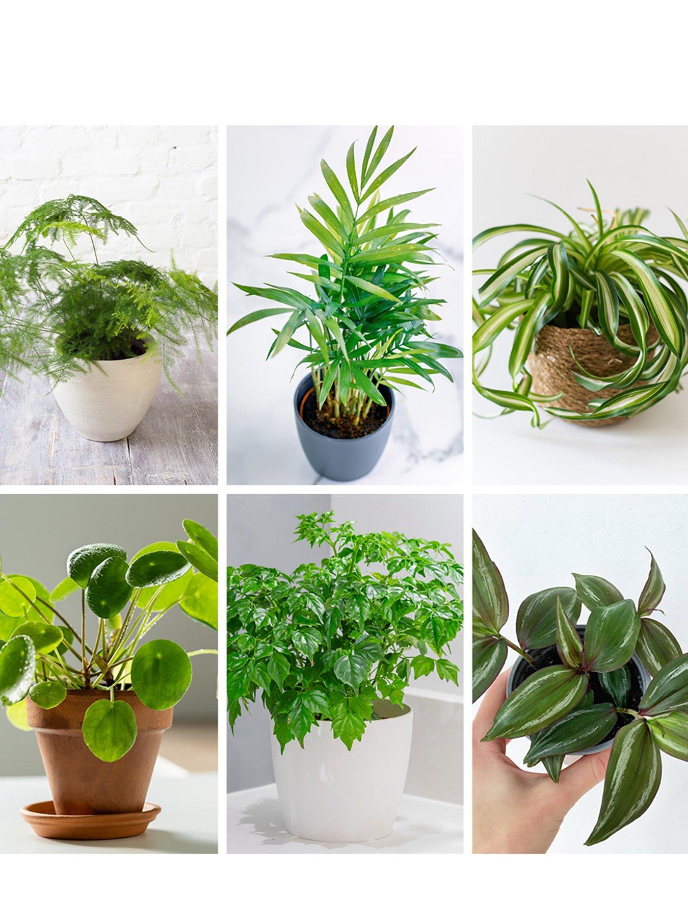 Product photograph of You Garden Houseplant Mix 6 X 9cm from very.co.uk
