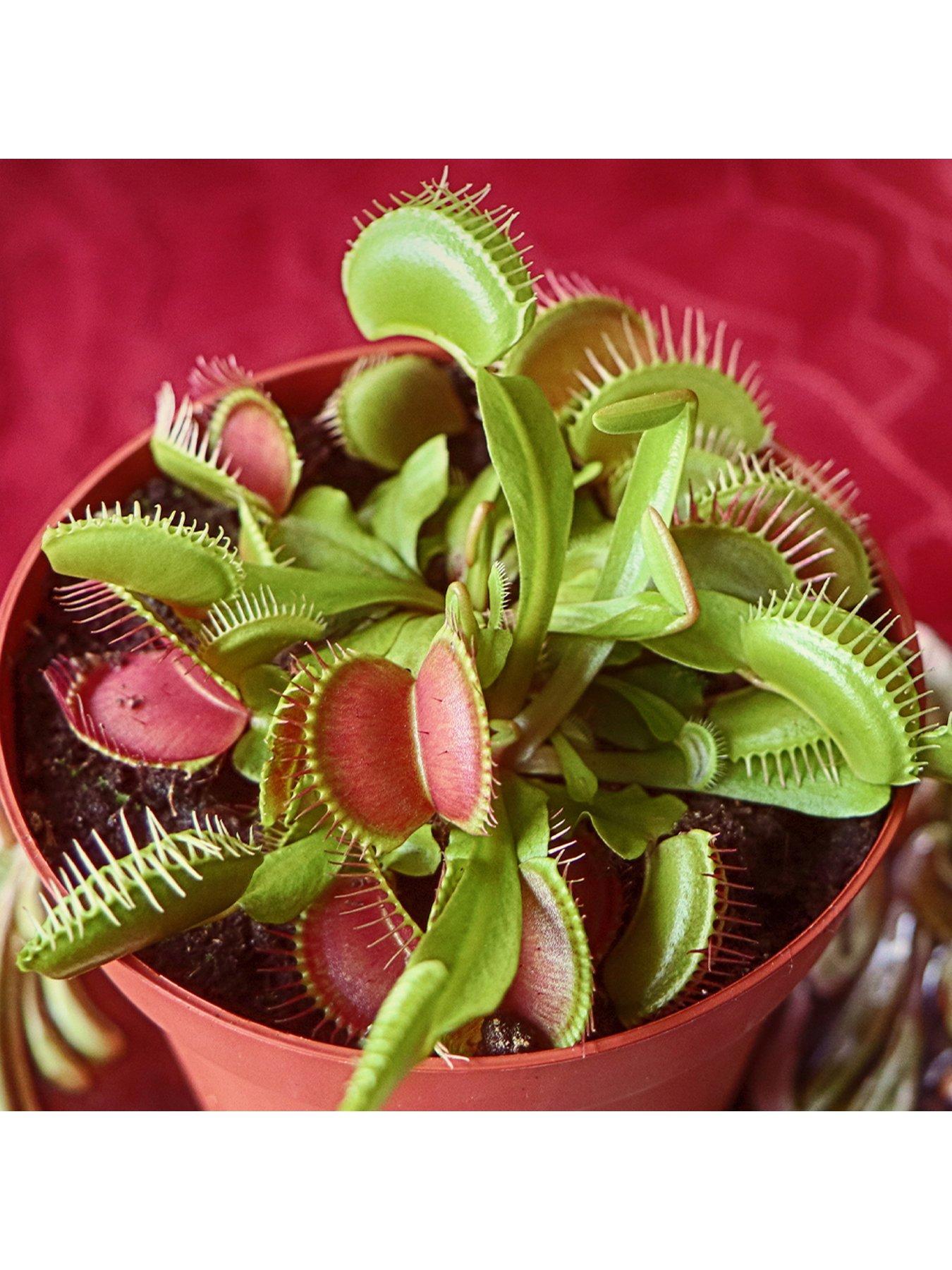 Image 2 of 5 of You Garden Venus Fly Trap (Dionaea) 12cm Pot