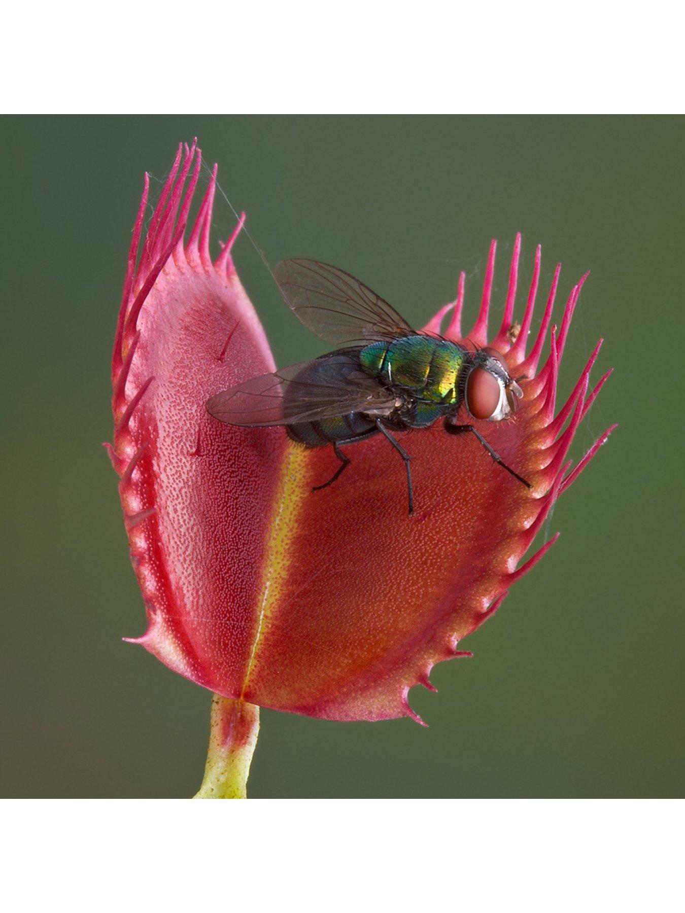 Image 3 of 5 of You Garden Venus Fly Trap (Dionaea) 12cm Pot
