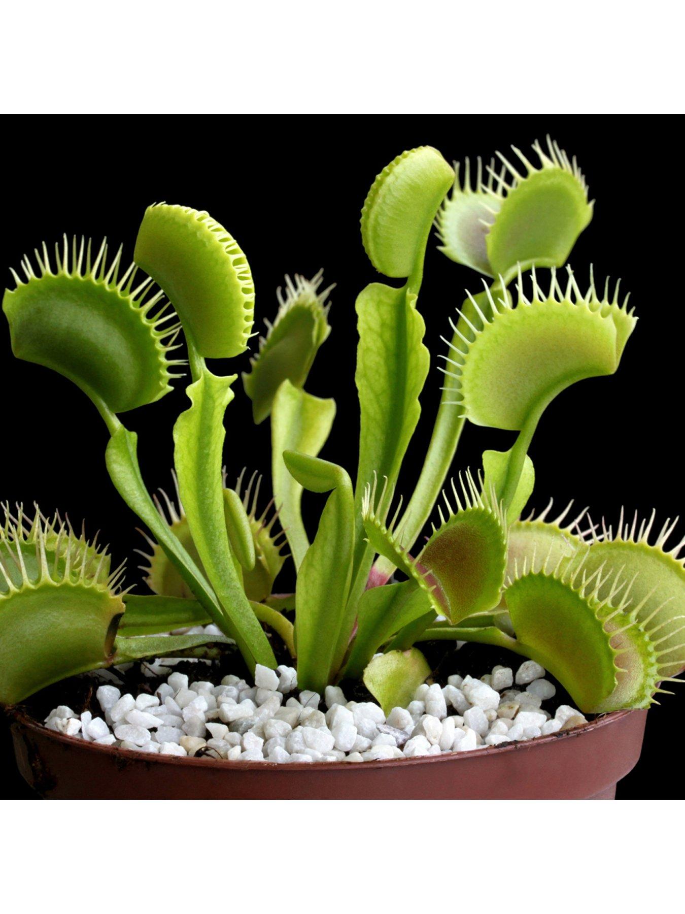 Image 4 of 5 of You Garden Venus Fly Trap (Dionaea) 12cm Pot
