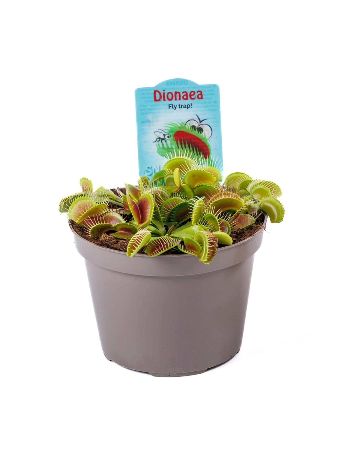 Image 5 of 5 of You Garden Venus Fly Trap (Dionaea) 12cm Pot