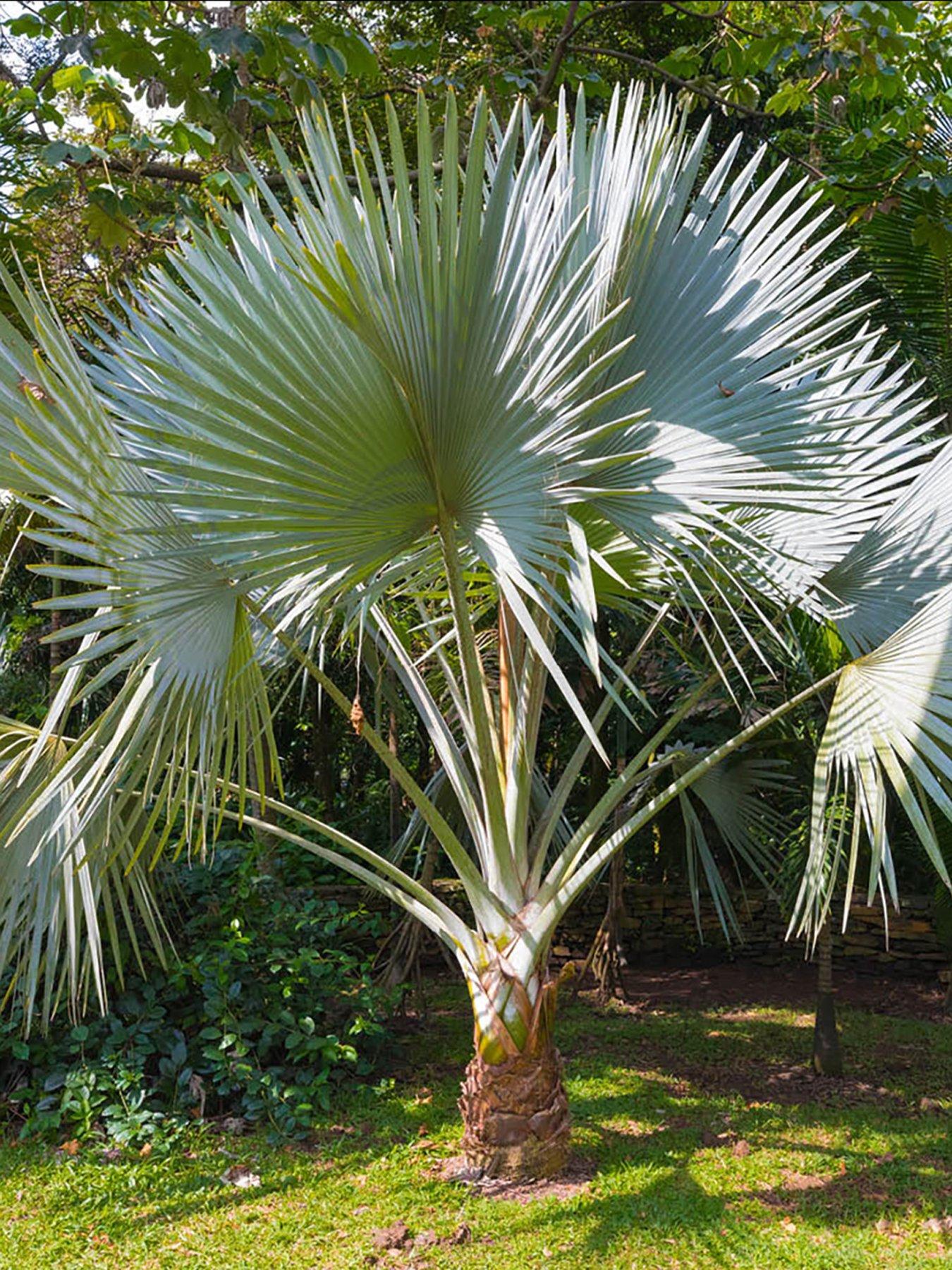 Image 1 of 6 of You Garden Windmill Palm - Trachycarpus Fortunei 60-80cm