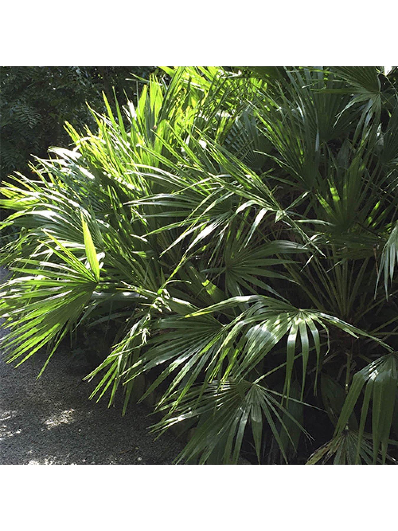 Image 2 of 6 of You Garden Windmill Palm - Trachycarpus Fortunei 60-80cm