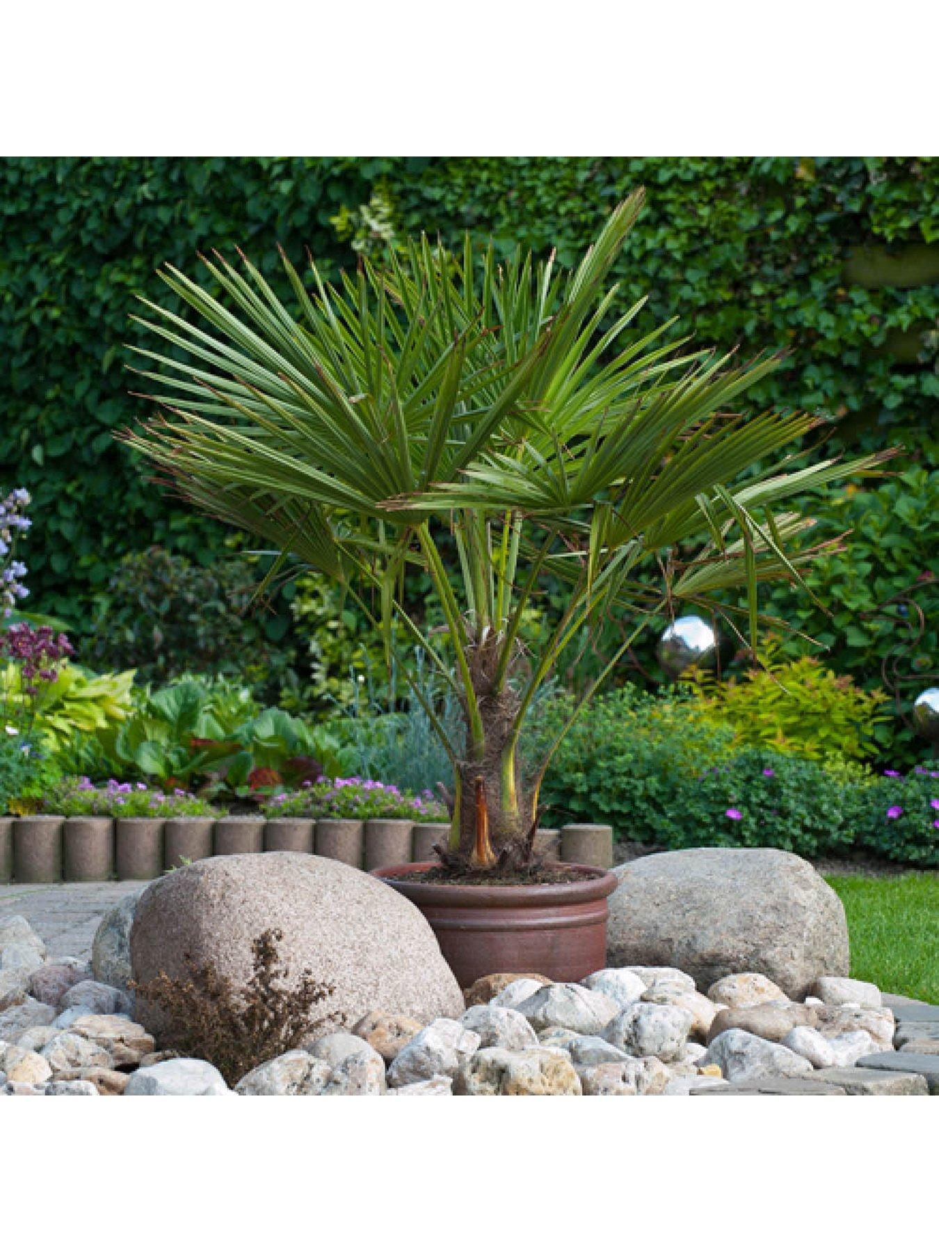 Image 3 of 6 of You Garden Windmill Palm - Trachycarpus Fortunei 60-80cm