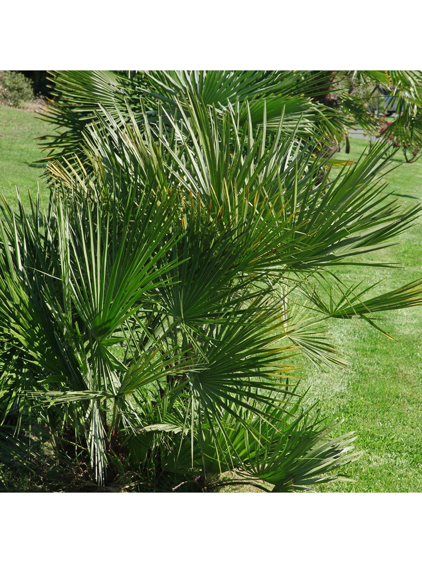 Image 4 of 6 of You Garden Windmill Palm - Trachycarpus Fortunei 60-80cm