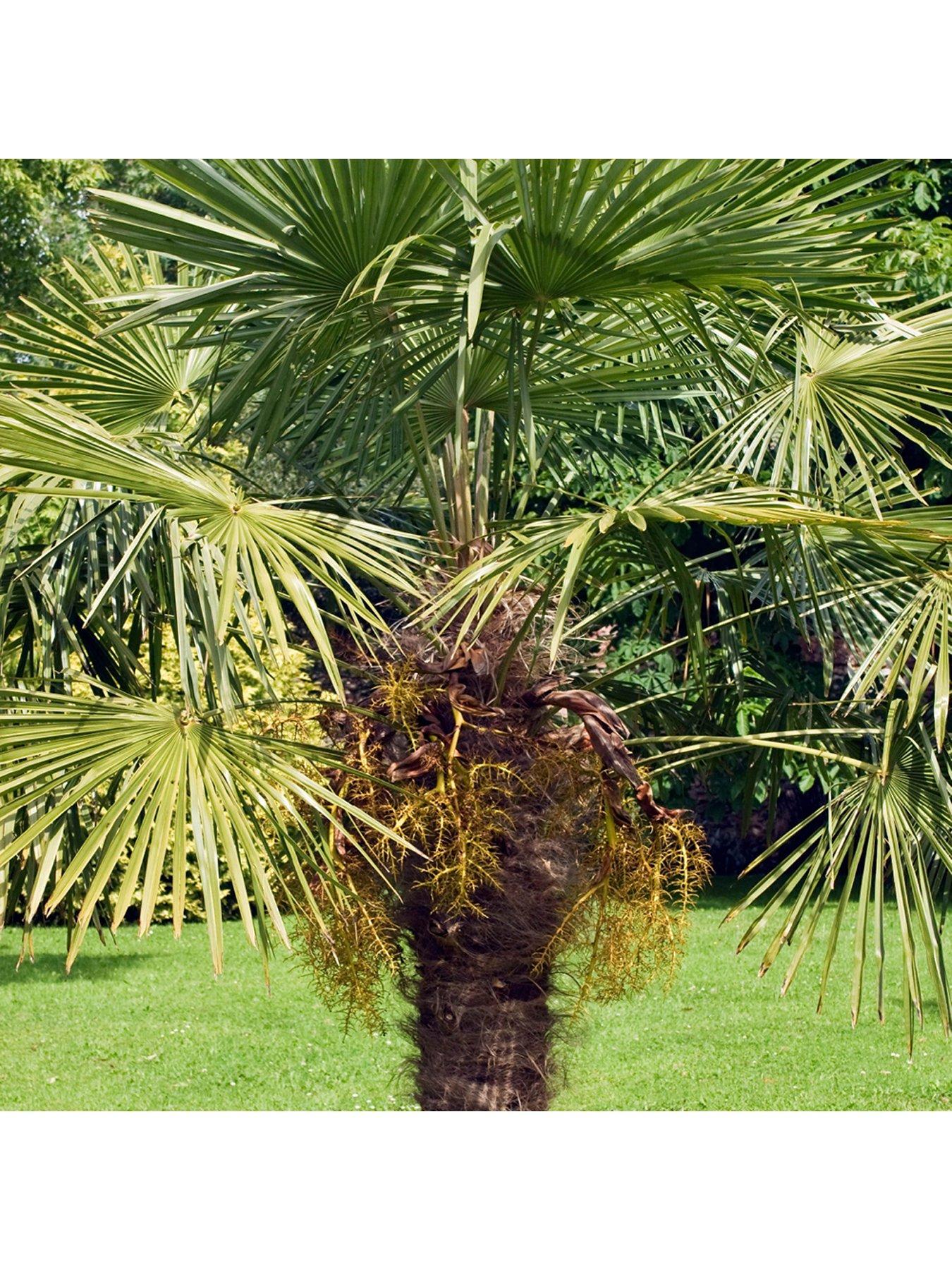 Image 5 of 6 of You Garden Windmill Palm - Trachycarpus Fortunei 60-80cm