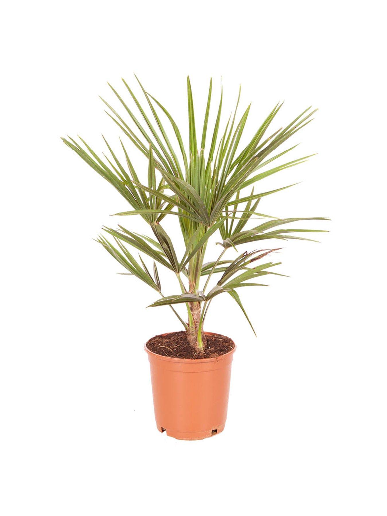 Image 6 of 6 of You Garden Windmill Palm - Trachycarpus Fortunei 60-80cm