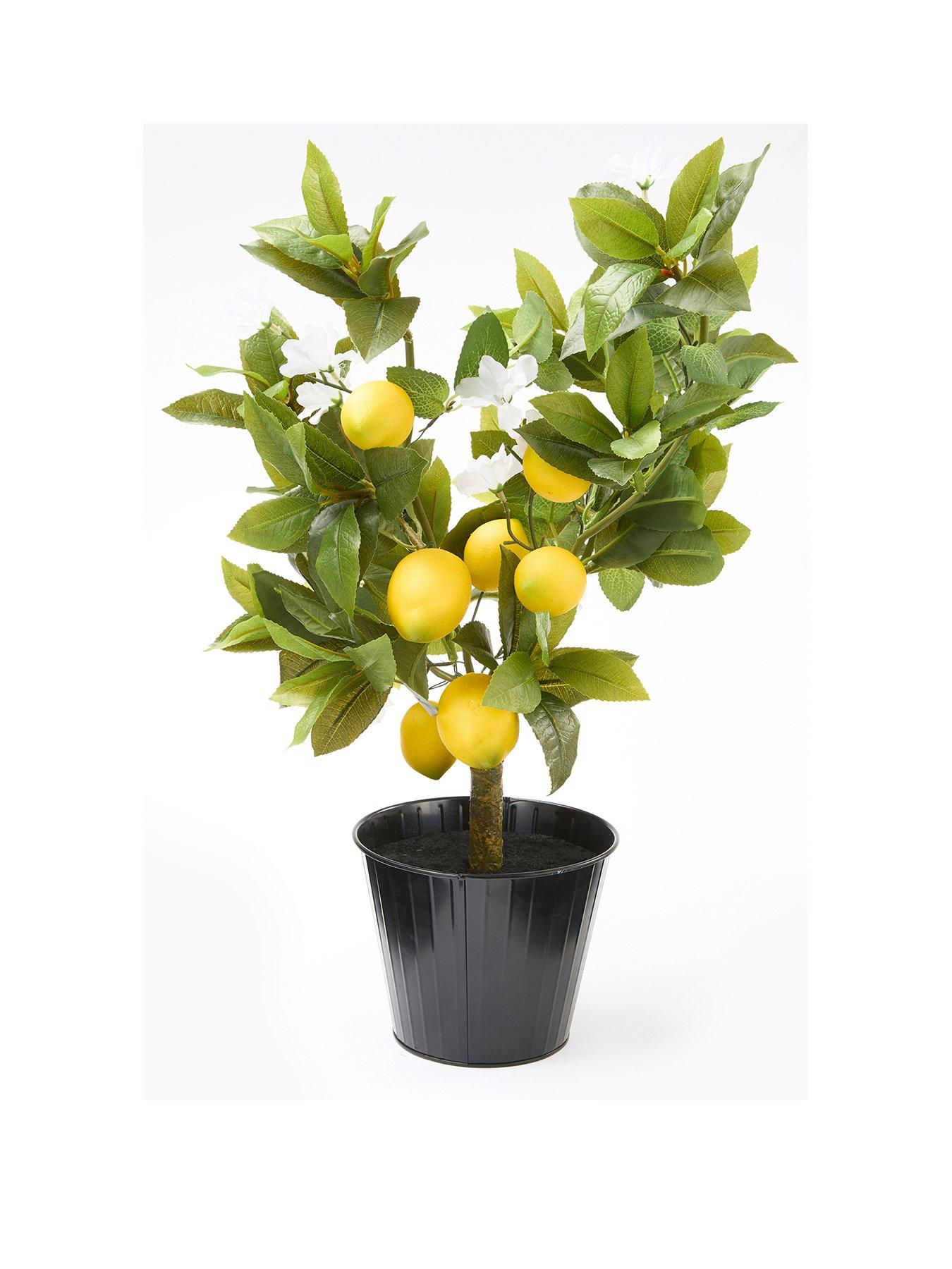 Image 2 of 6 of The Very Collection Lemon Table Top Tree