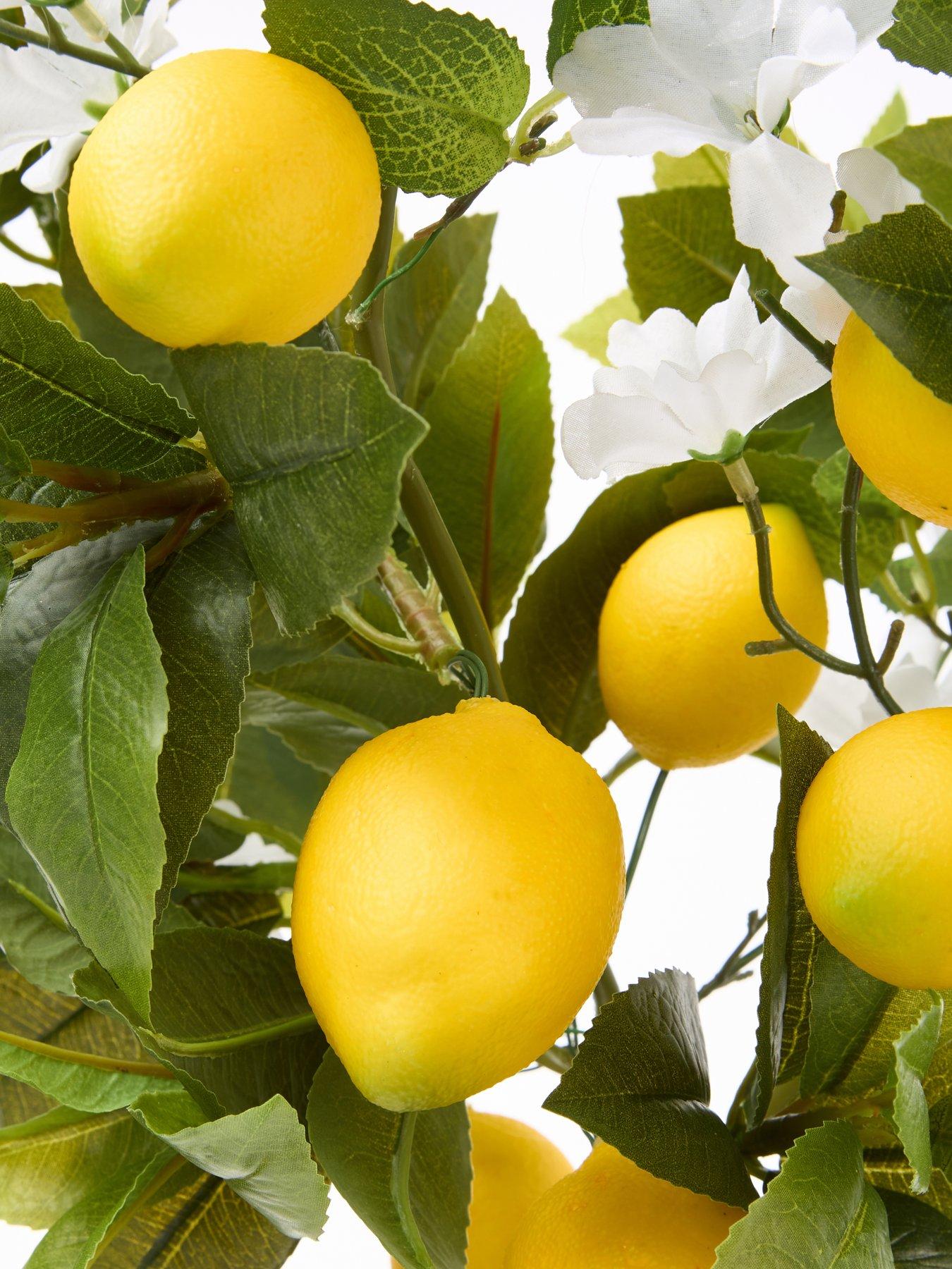 Image 4 of 6 of The Very Collection Lemon Table Top Tree