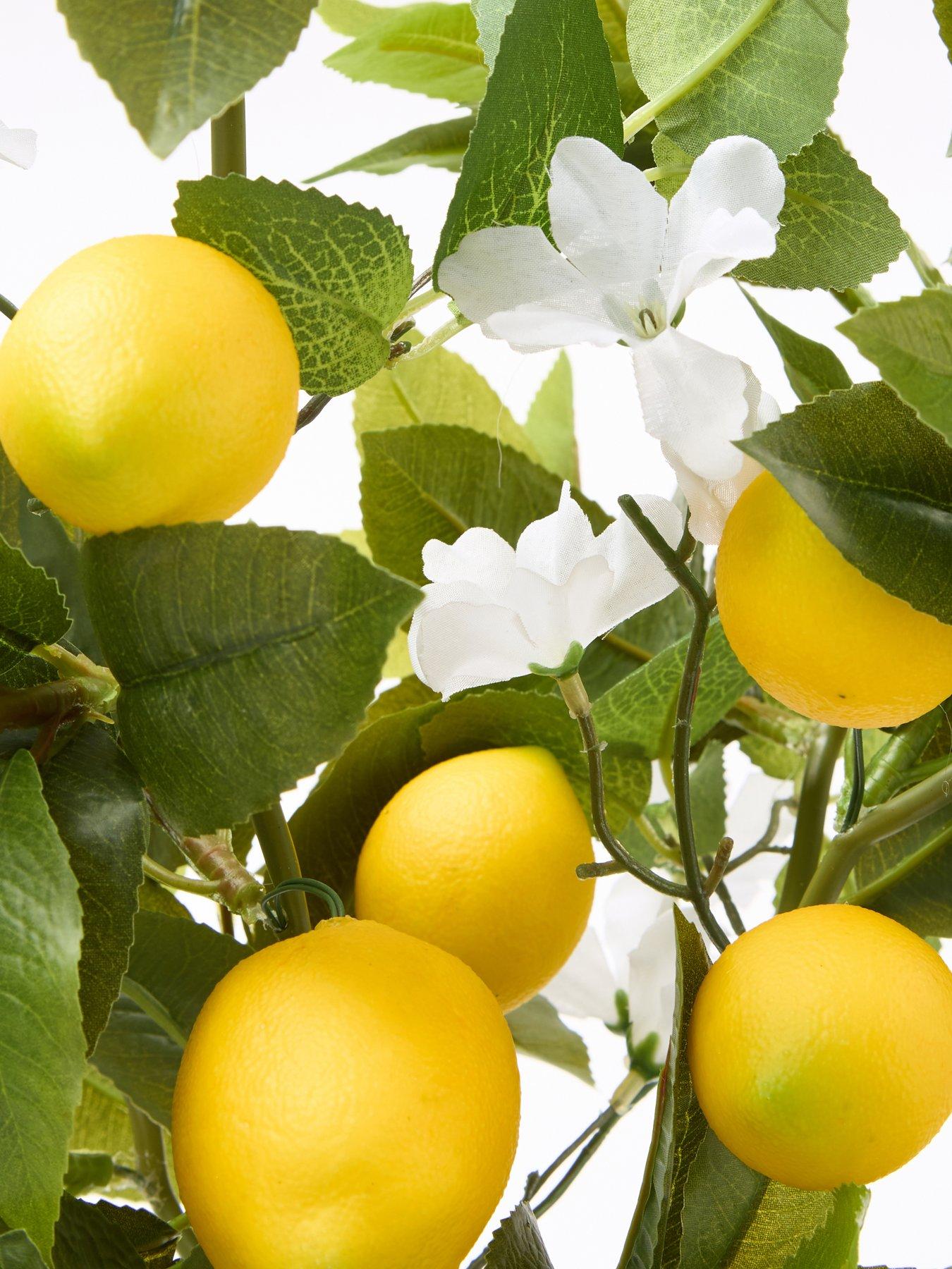 Image 5 of 6 of The Very Collection Lemon Table Top Tree
