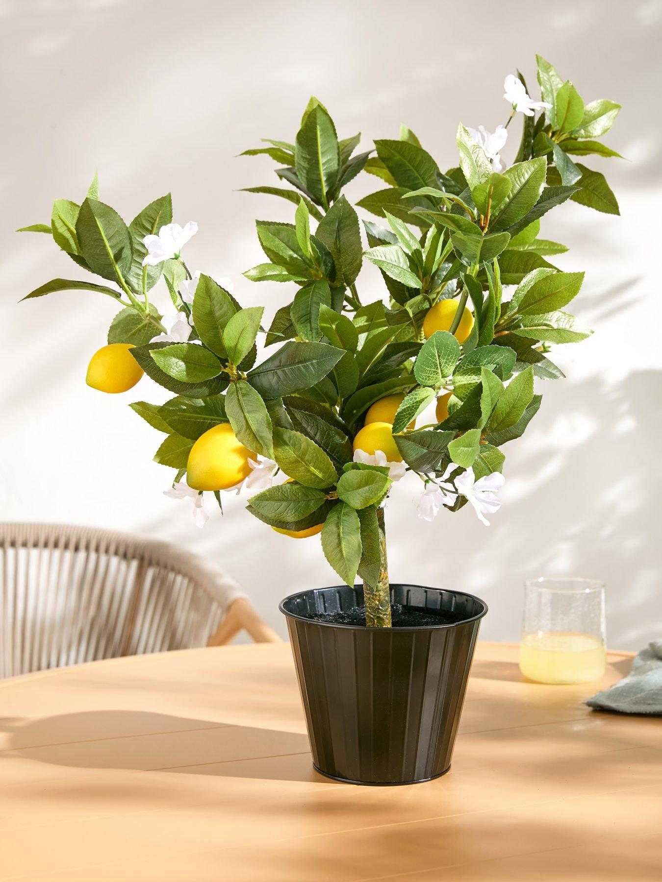 Image 6 of 6 of The Very Collection Lemon Table Top Tree