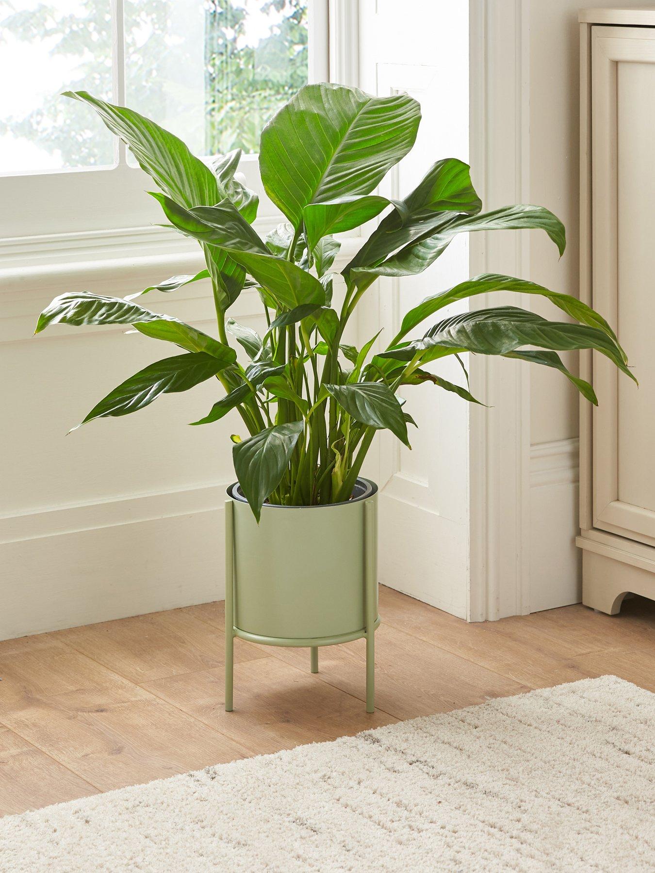 The Very Collection Metal Planter and Stand - Green | Very