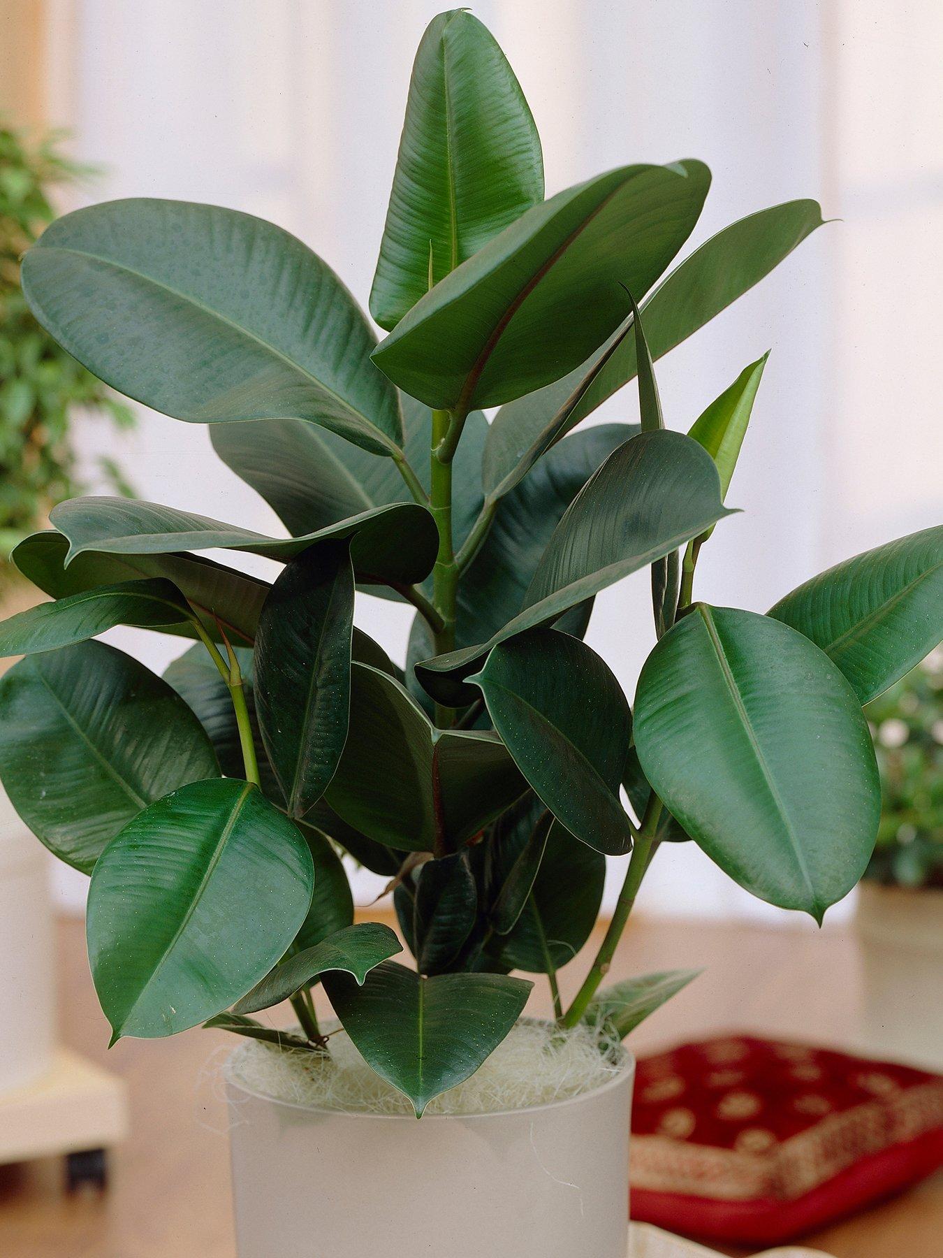 Image 1 of 3 of You Garden Ficus elastica 12cm