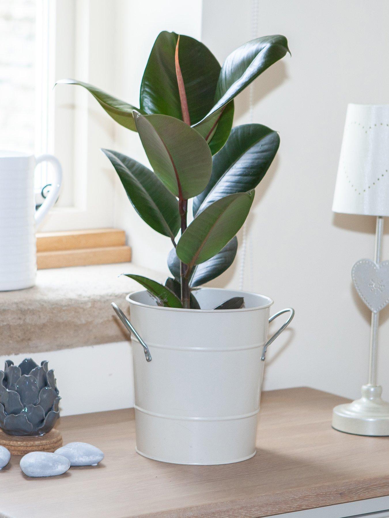 Image 2 of 3 of You Garden Ficus elastica 12cm